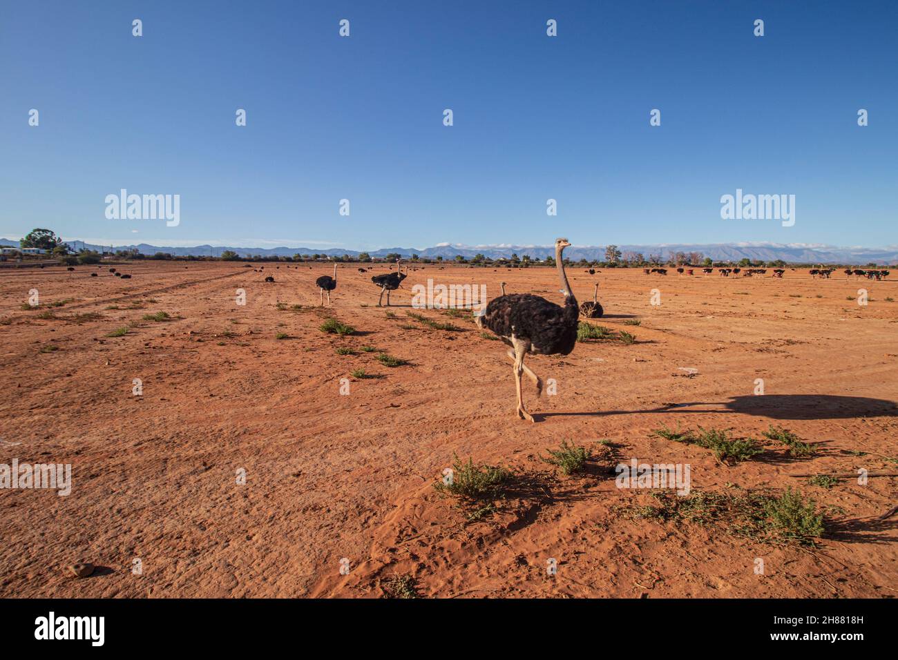 Ostriches in una fattoria a Oudshoorn nel Capo Occidentale, Sudafrica, che è stato rinomato come capitale di struzzo del mondo. Foto Stock