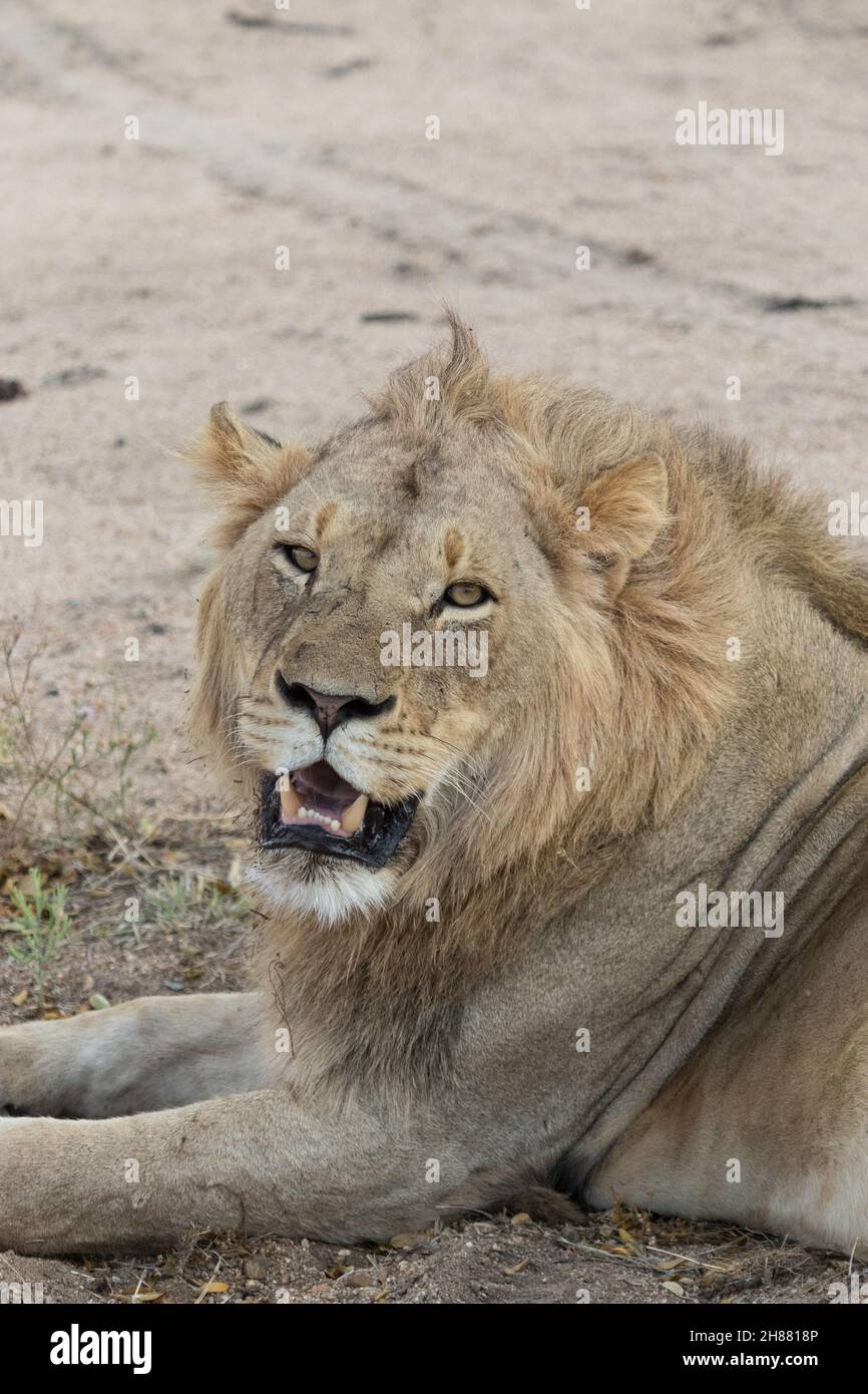 Bel leone maschio che si affaccia sulla spalla Foto Stock