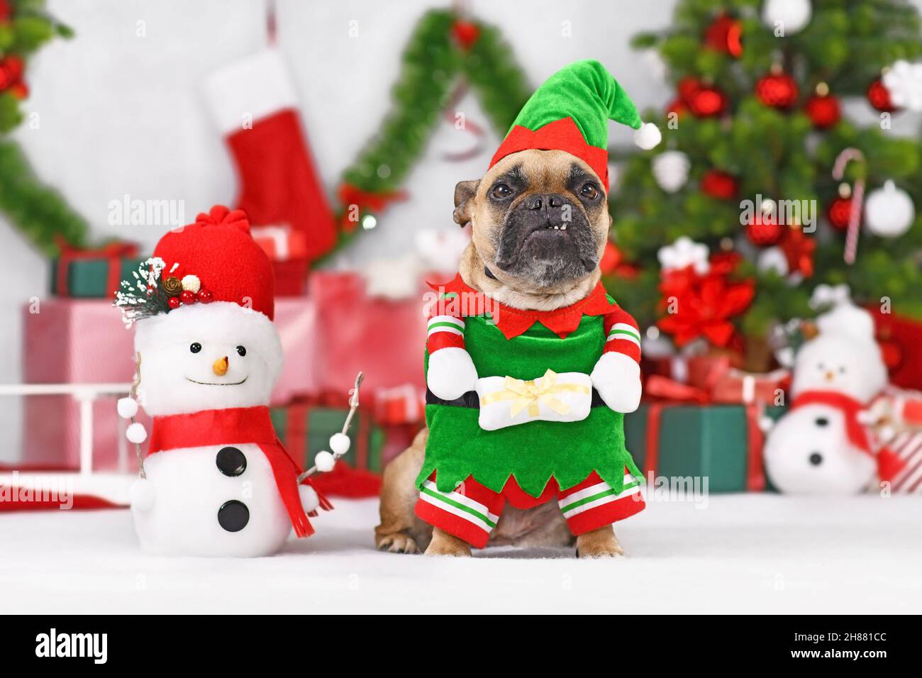 Carino cane Bulldog francese indossando il costume di elfo di Natale tra le decorazioni stagionali Foto Stock