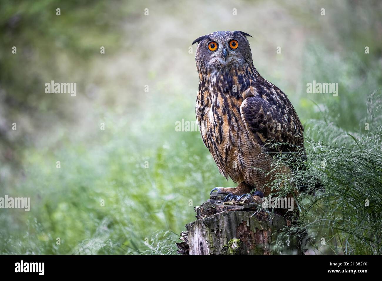 Il gufo grande aquila siede su un ceppo di albero e guarda intorno. Foto Stock