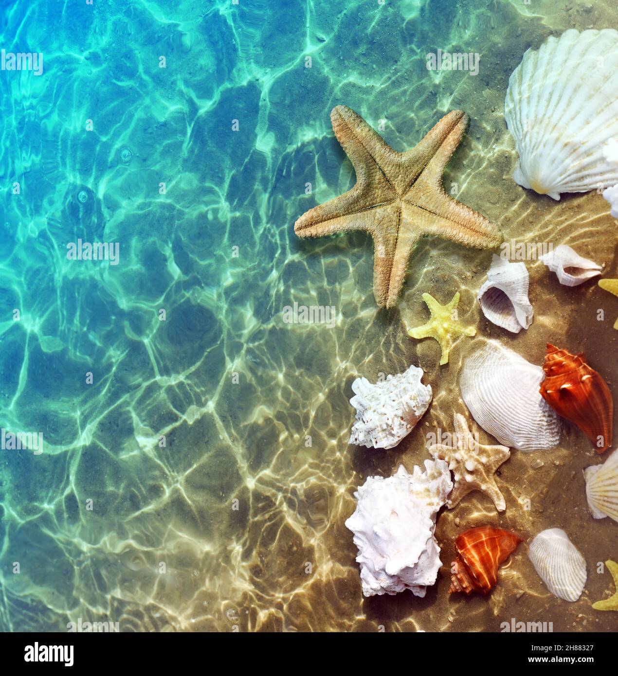 Stelle marine, coralli e conchiglie sulla spiaggia estiva in acqua di mare. Sfondo estivo. Ora legale. Foto Stock