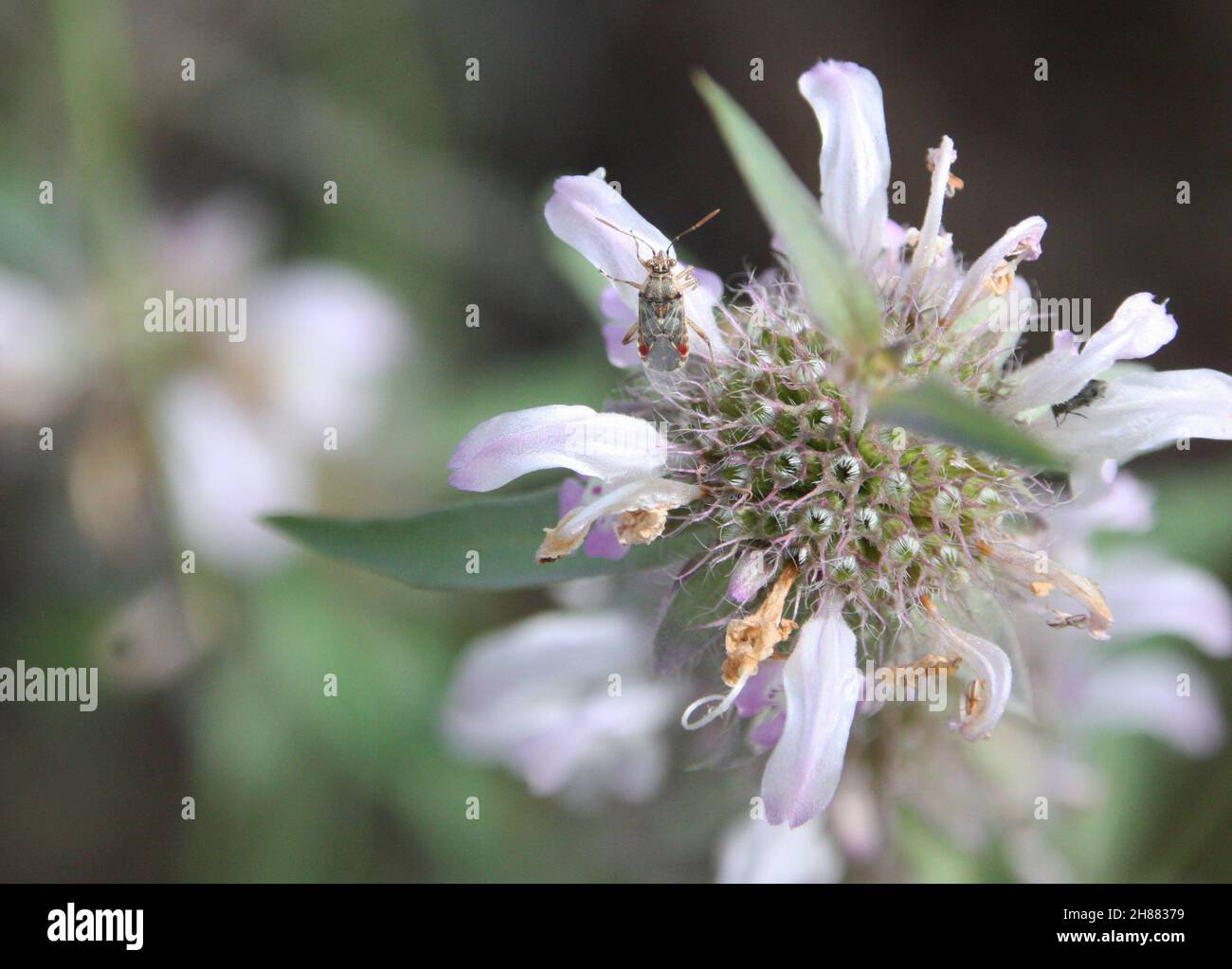 Primo piano di un piccolo, colorato Bug di piante in cima al campo selvaggio menta fiore Foto Stock
