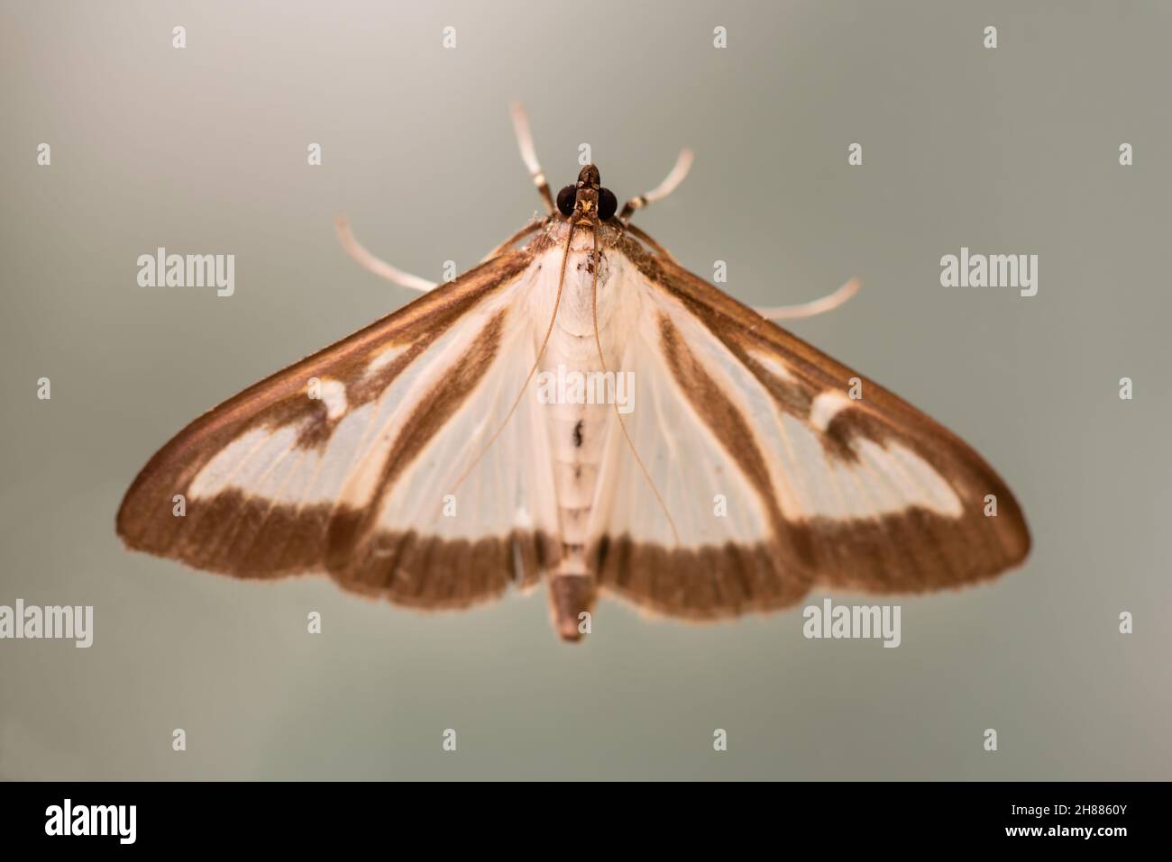 Cydalima perspectalis - colpo di testa di Box Tree Moth. Agosto, 2021 Foto Stock
