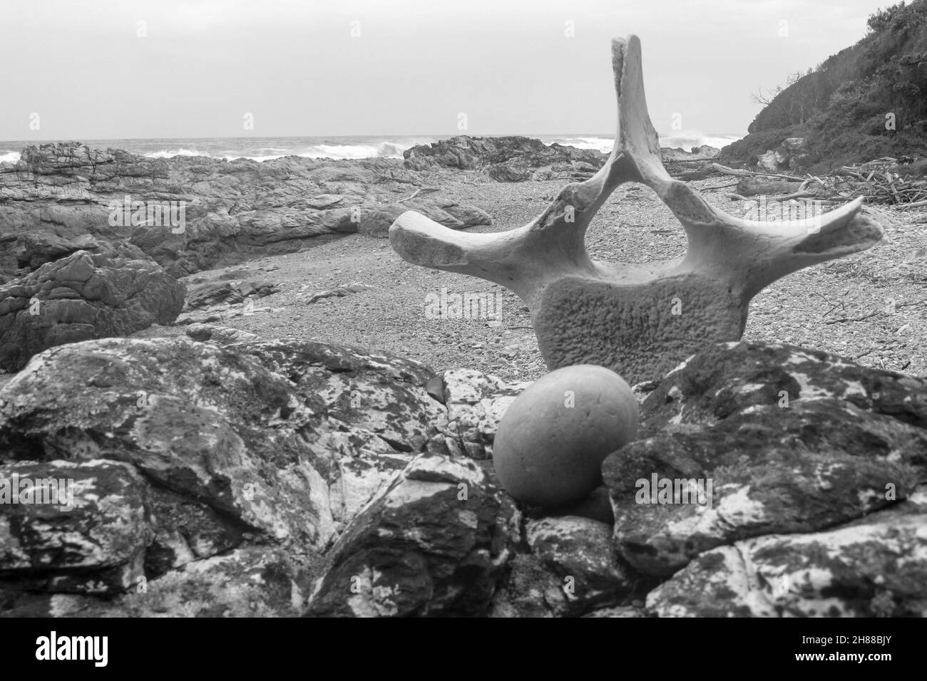 Una vecchia vertebra di balena sbiancata e intemperata, in bianco e nero, sulle rocce in una baia isolata lungo la costa meridionale del Sud Africa. Questo ph Foto Stock