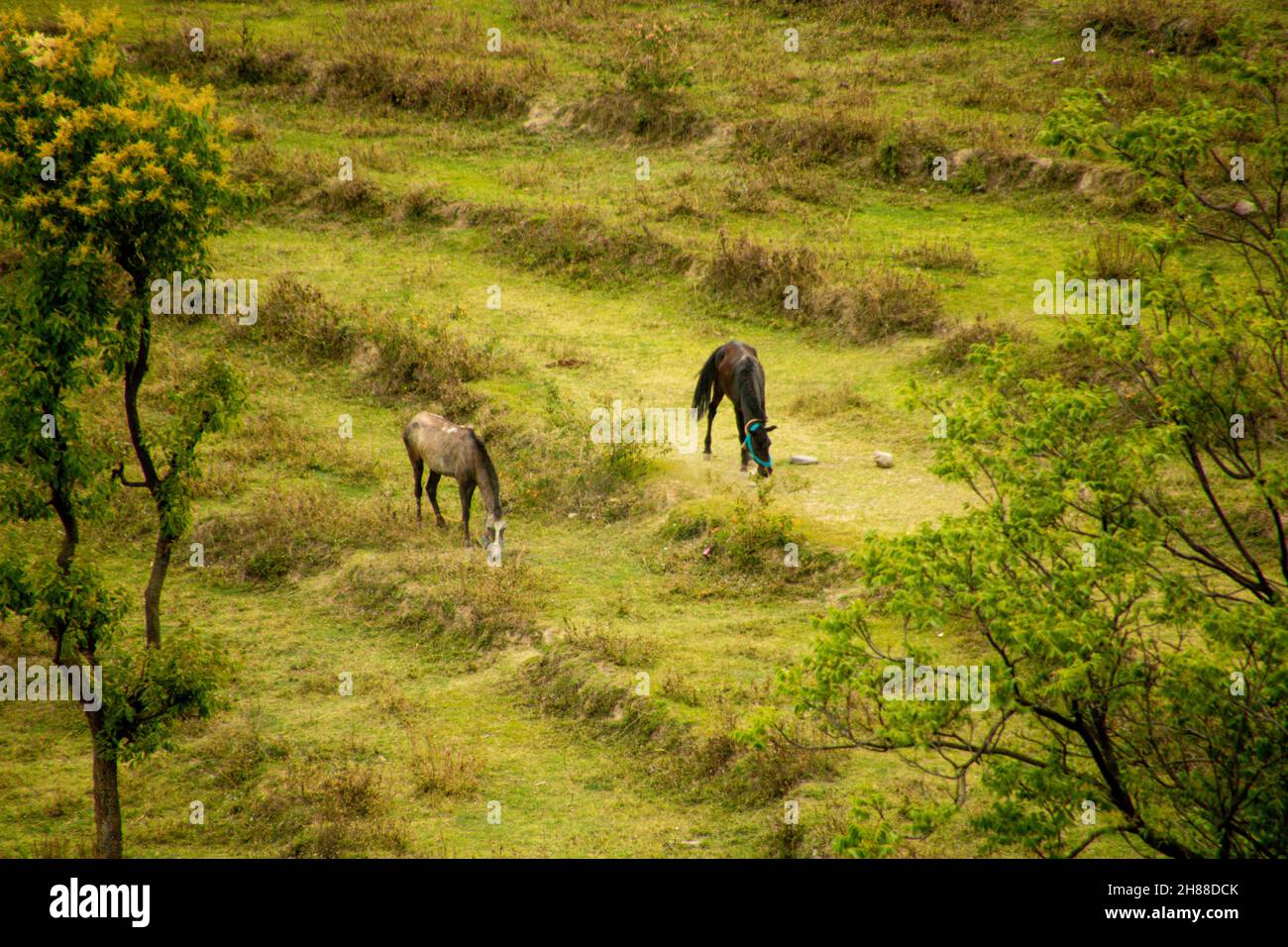 Cavalli che pascolo in vari luoghi Foto Stock