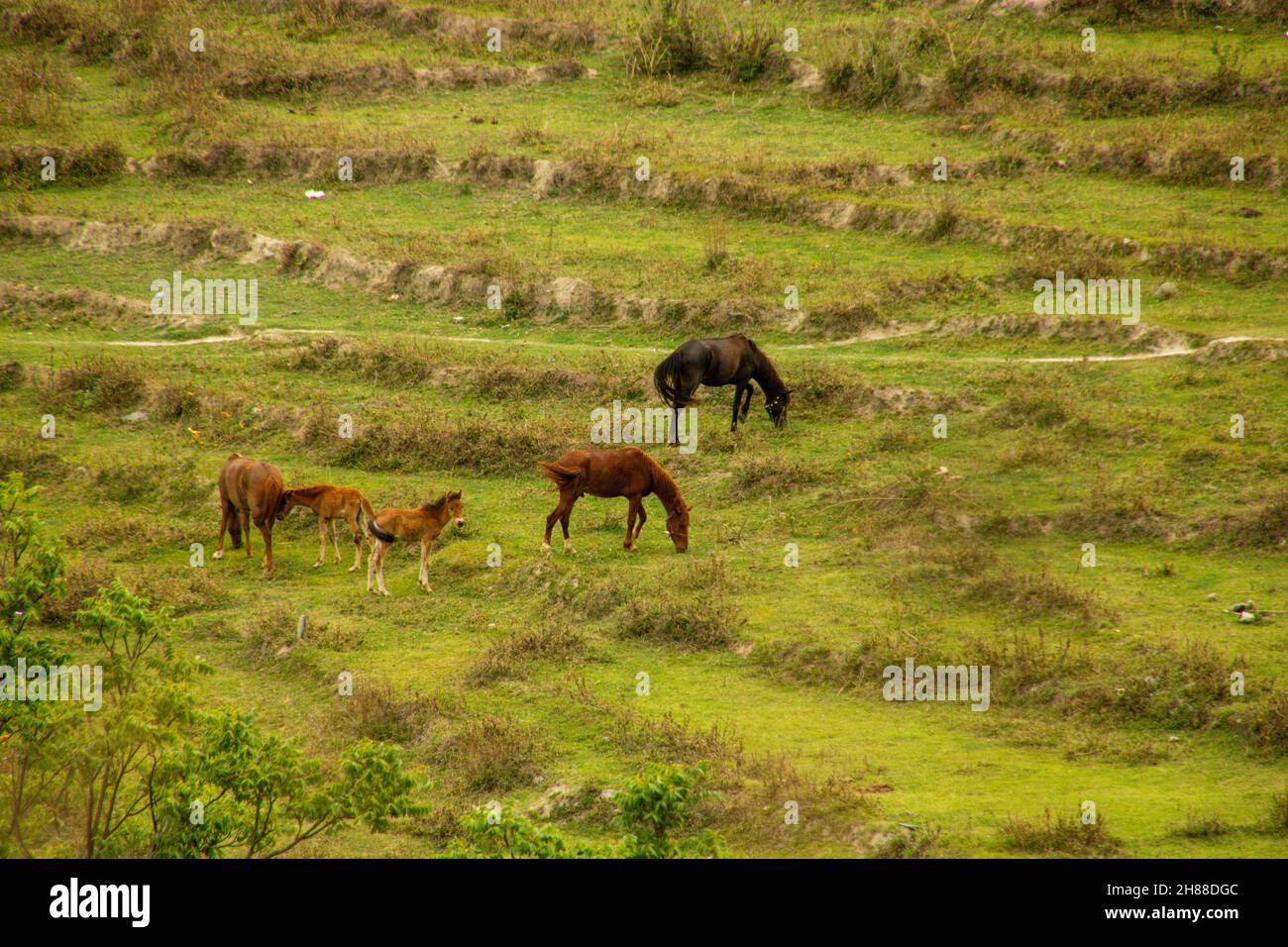 Cavalli che pascolo in vari luoghi Foto Stock