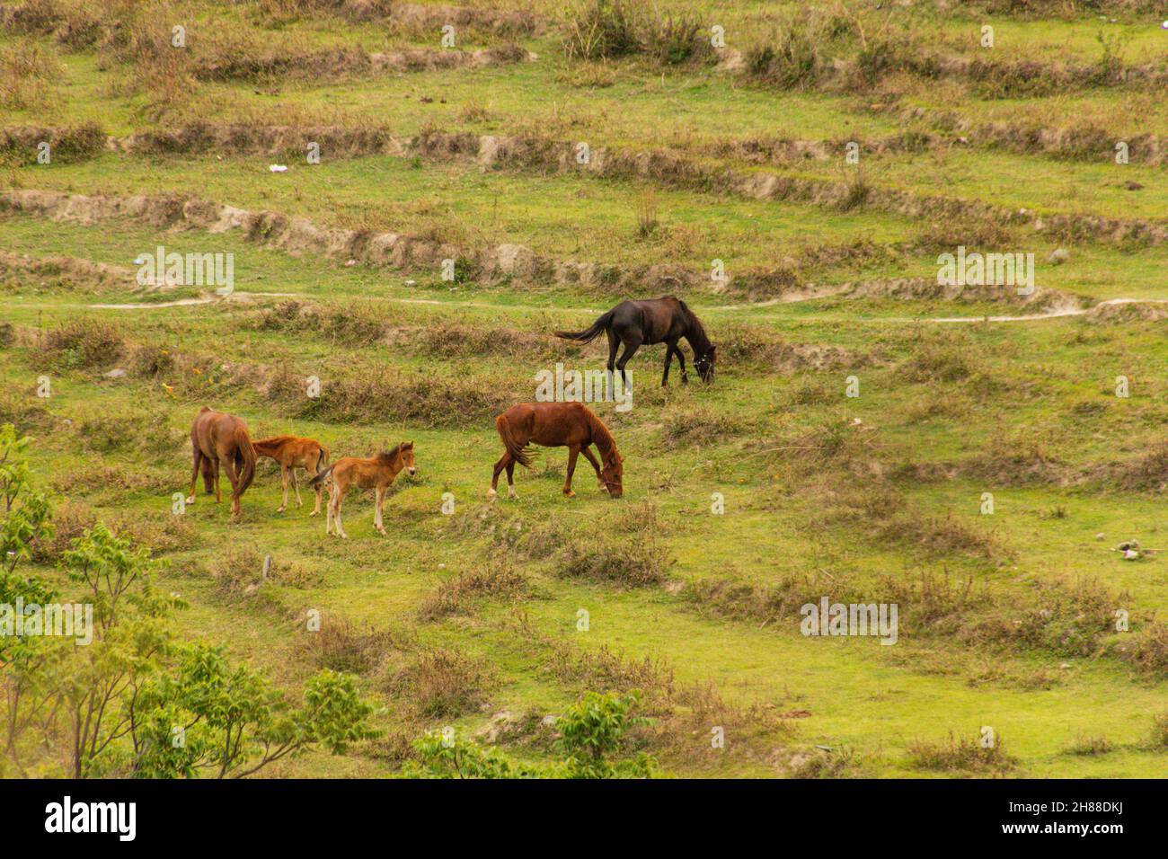 Cavalli che pascolo in vari luoghi Foto Stock