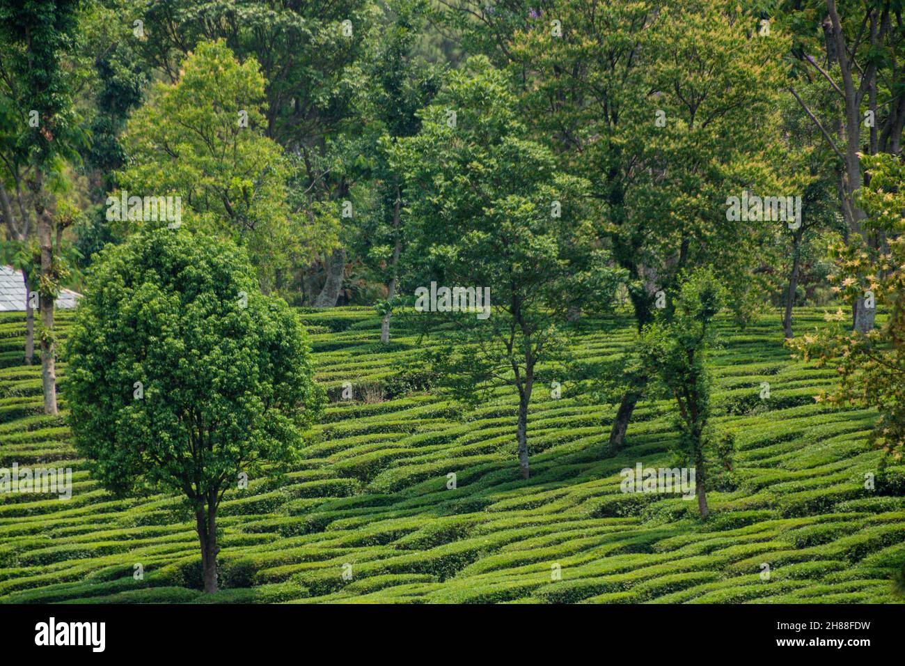 Giardini del tè a Palampur, Himachal Foto Stock