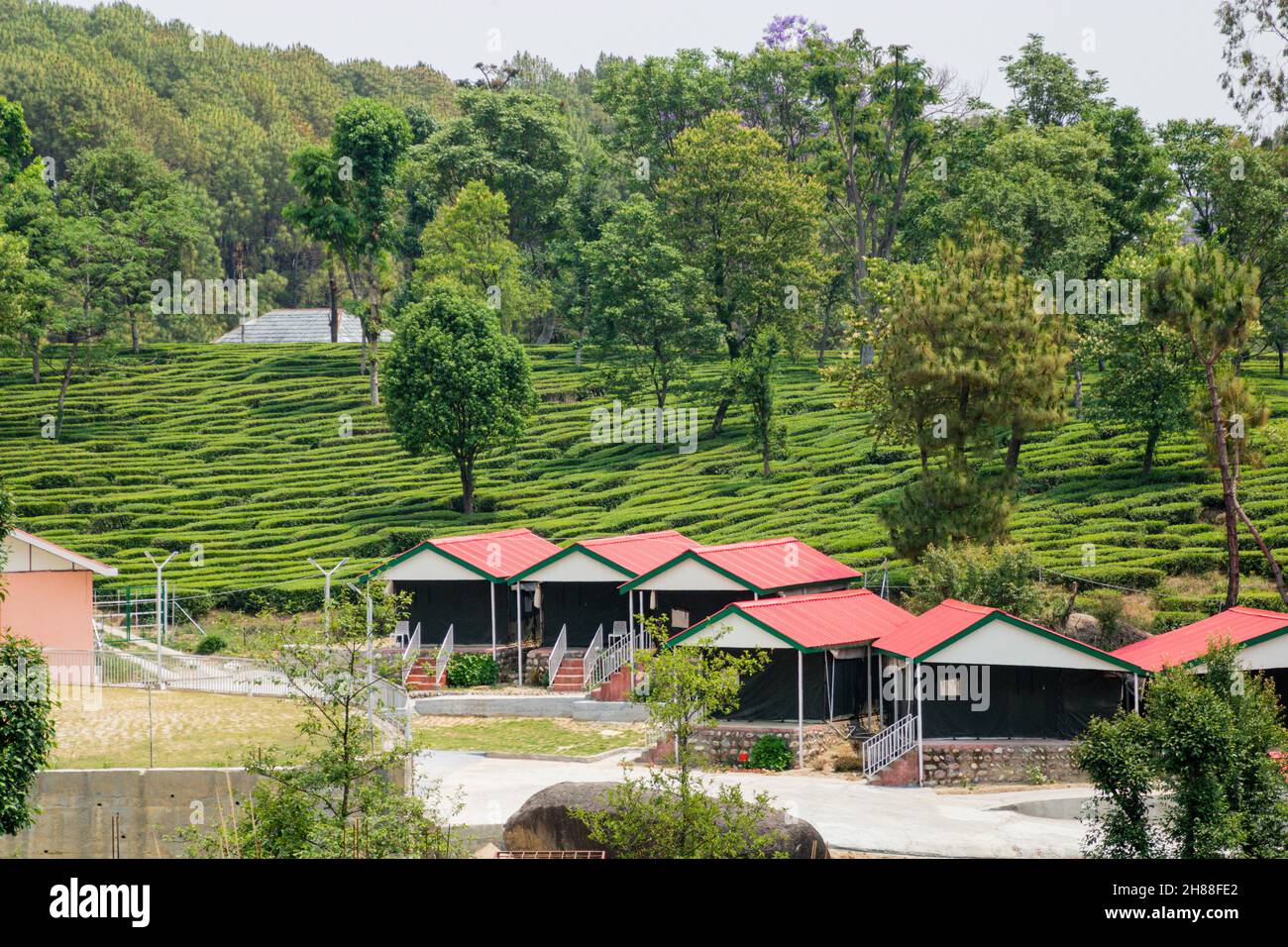 Giardini del tè a Palampur, Himachal Foto Stock