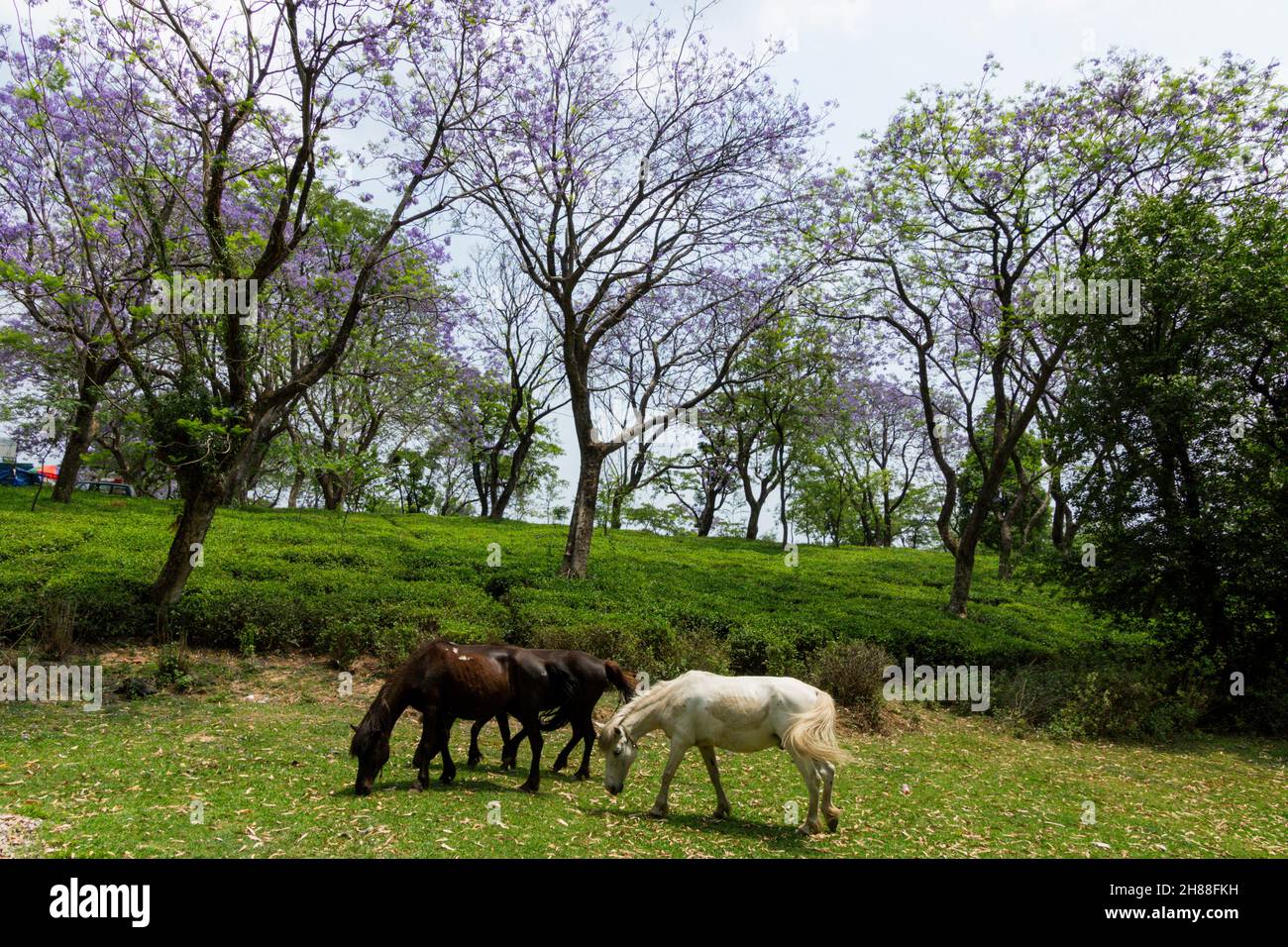 Cavalli che pascolo in vari luoghi Foto Stock