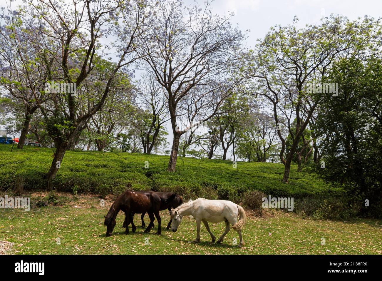 Cavalli che pascolo in vari luoghi Foto Stock