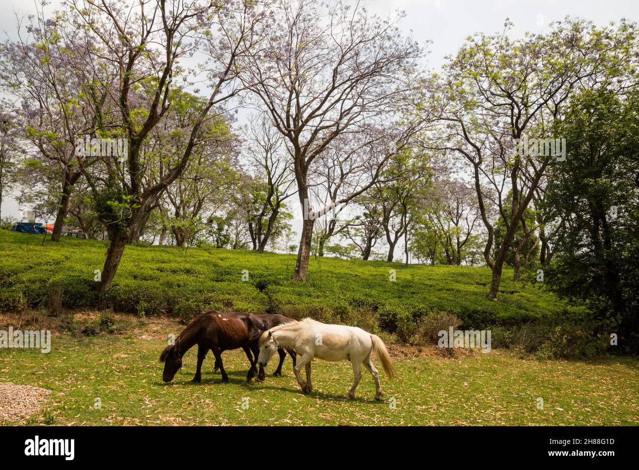 Cavalli che pascolo in vari luoghi Foto Stock