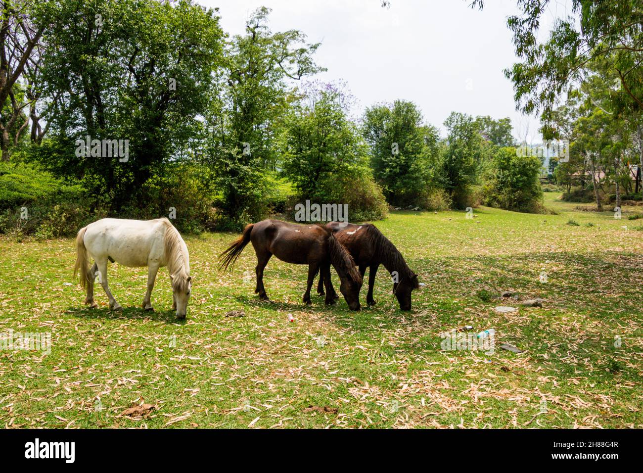 Cavalli che pascolo in vari luoghi Foto Stock