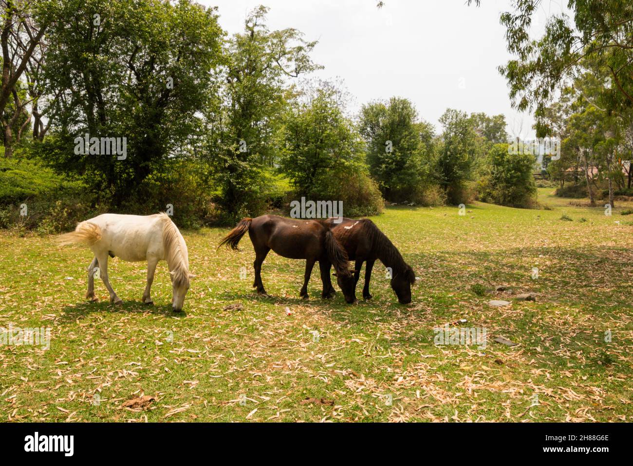 Cavalli che pascolo in vari luoghi Foto Stock
