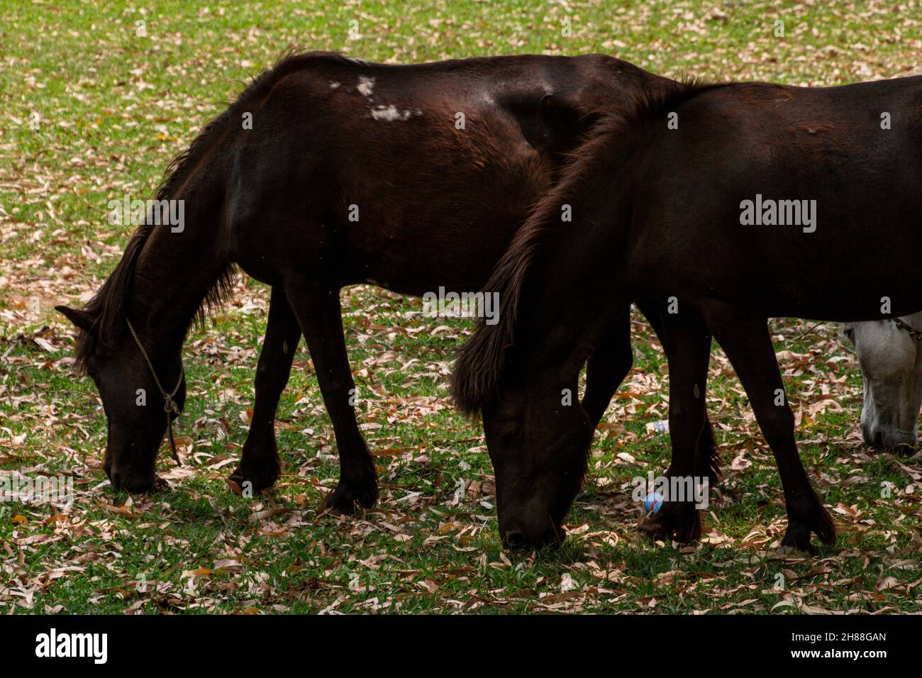 Cavalli che pascolo in vari luoghi Foto Stock