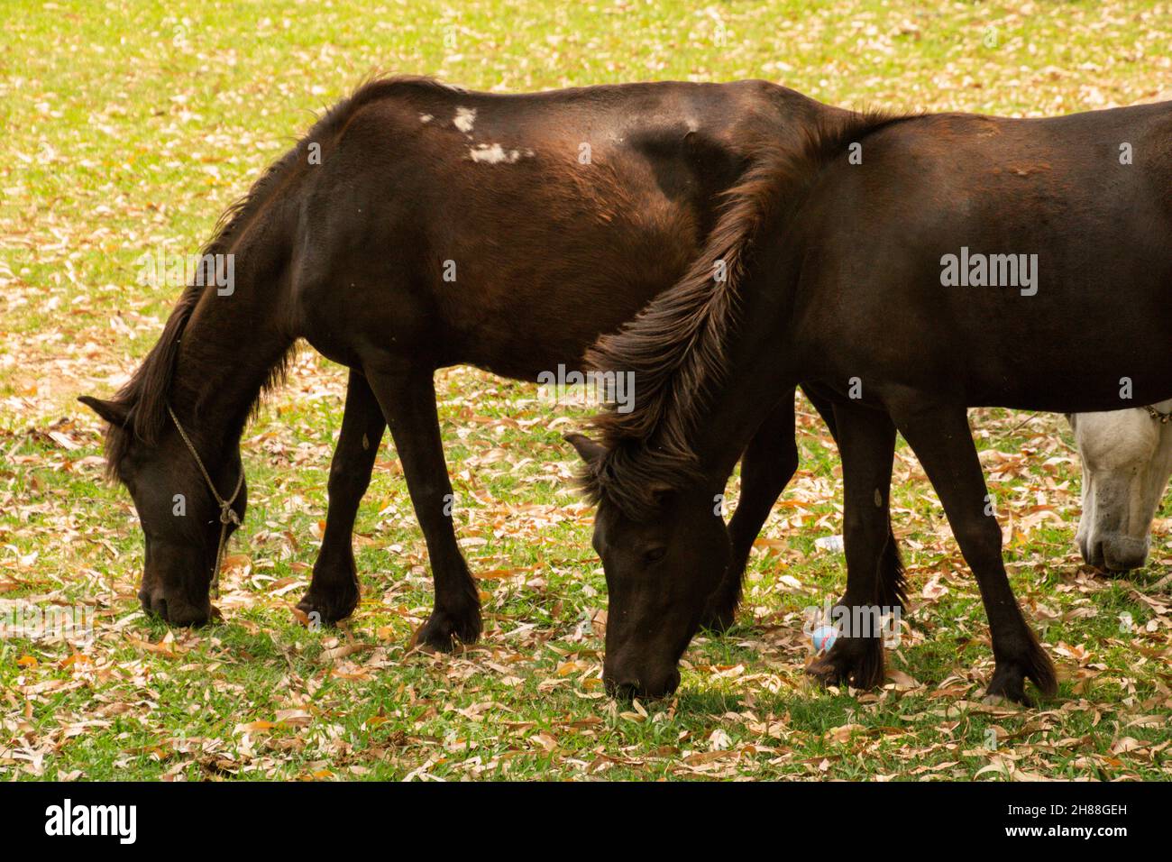 Cavalli che pascolo in vari luoghi Foto Stock