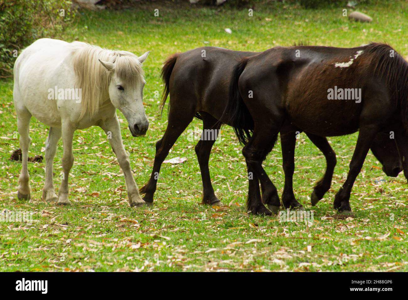 Cavalli che pascolo in vari luoghi Foto Stock