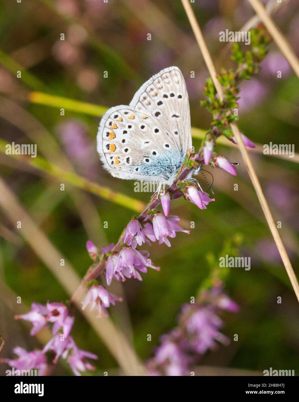 POLIOMMATUS Icarus farfalla BLU COMUNE Foto Stock