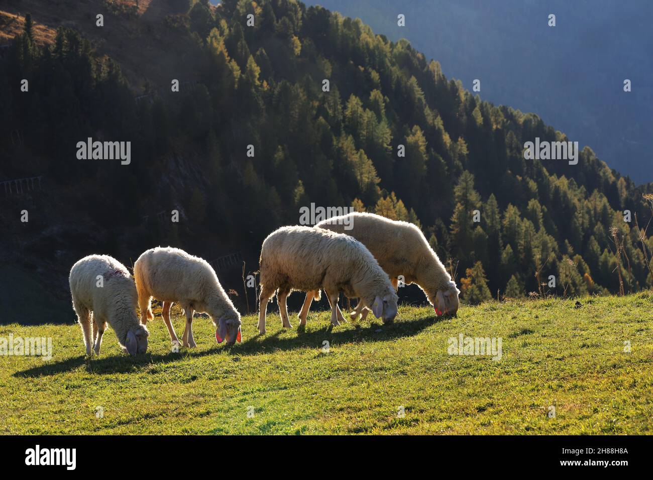 Dolomiti, Trentino, Südtirol, Italien, Berge mit Schafen am Alpenpass Grödnerjoch Foto Stock