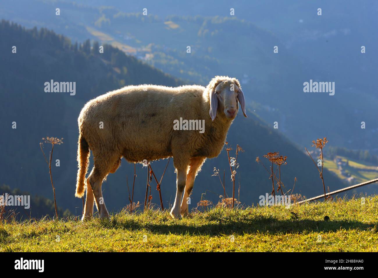 Dolomiti, Trentino, Südtirol, Italien, Berge mit Schafen am Alpenpass Grödnerjoch Foto Stock