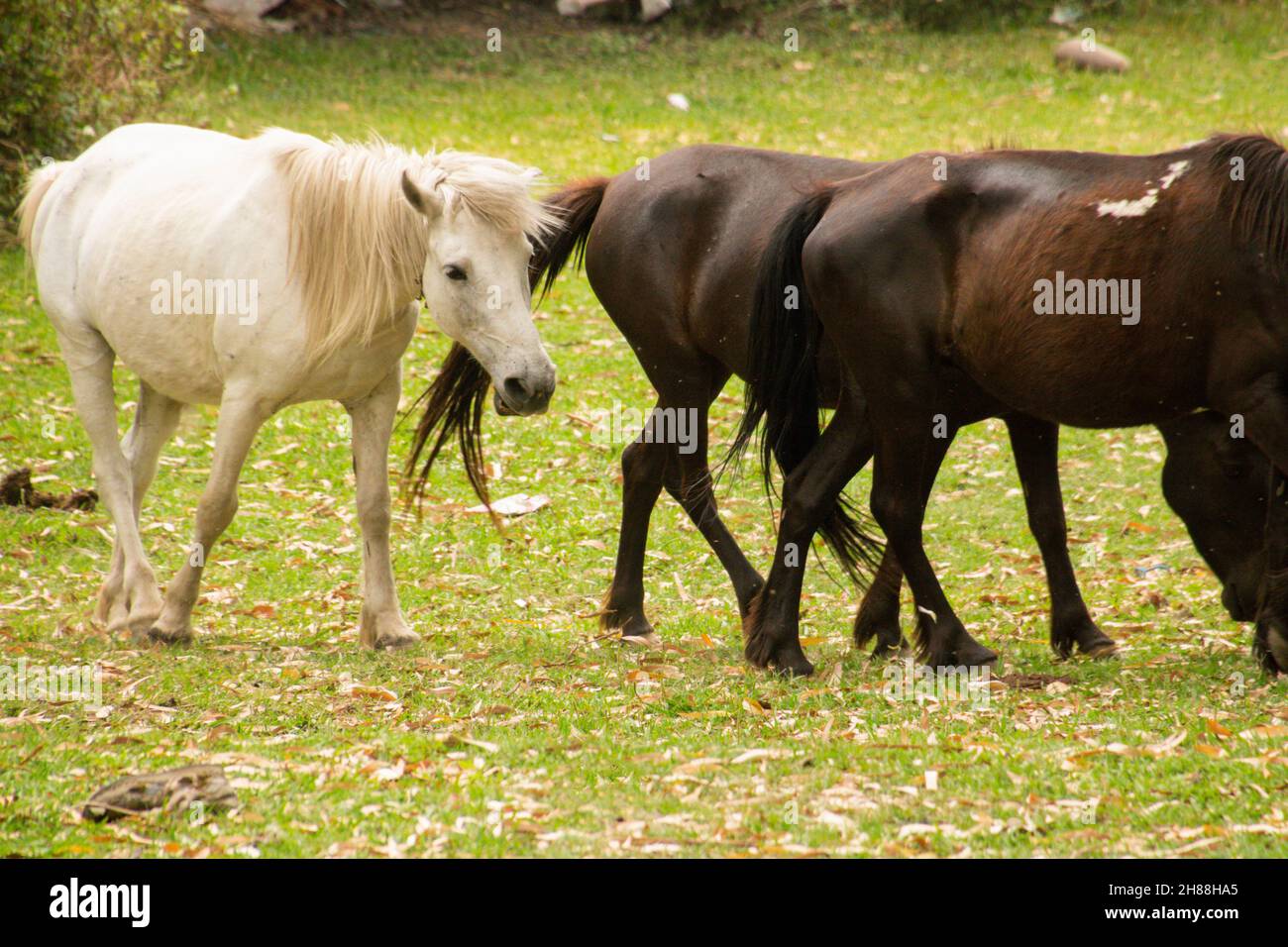 Cavalli che pascolo in vari luoghi Foto Stock