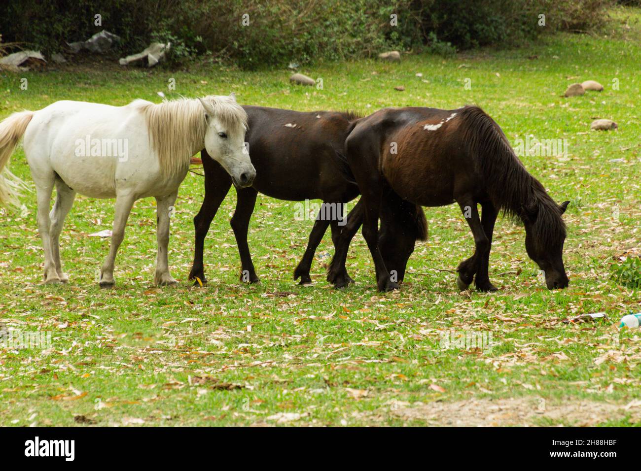 Cavalli che pascolo in vari luoghi Foto Stock