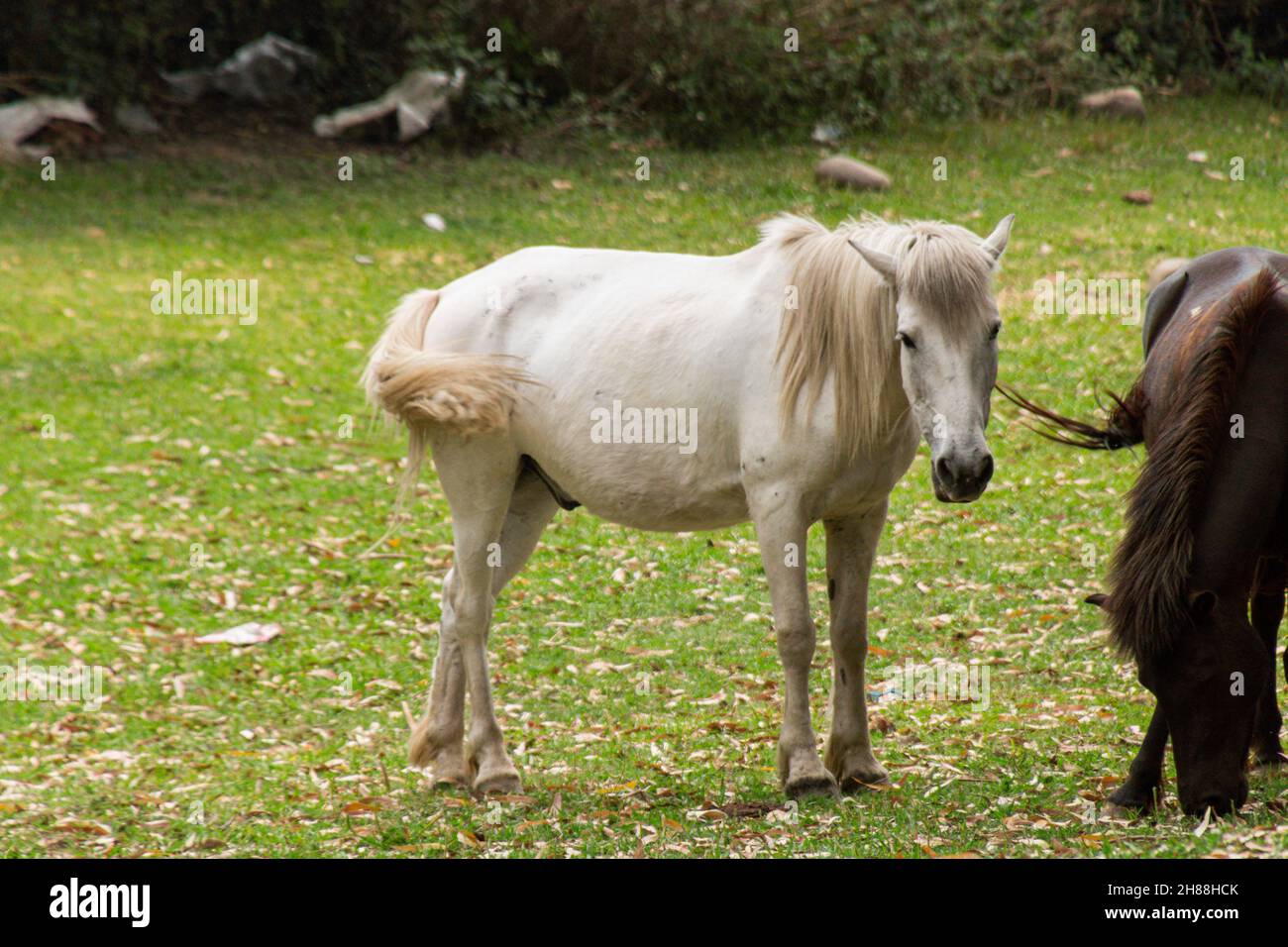 Cavalli che pascolo in vari luoghi Foto Stock