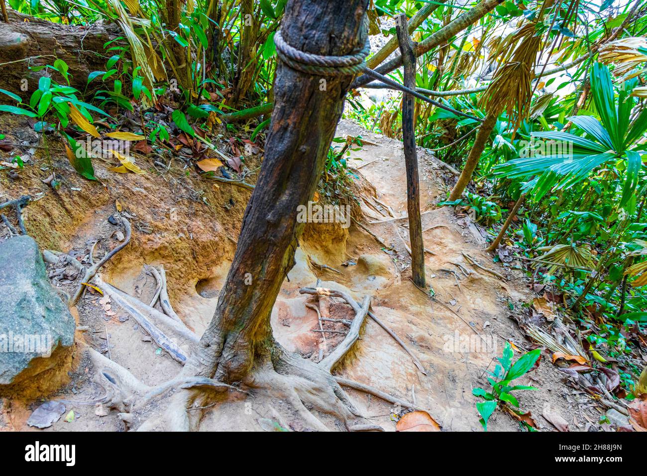 Foresta tropicale della giungla con le palme che camminano sentiero natura e percorso in Lam RU Lamru Nationalpark in Khao Lak Khuekkhak Takua Pa Phang-nga Thailandia. Foto Stock