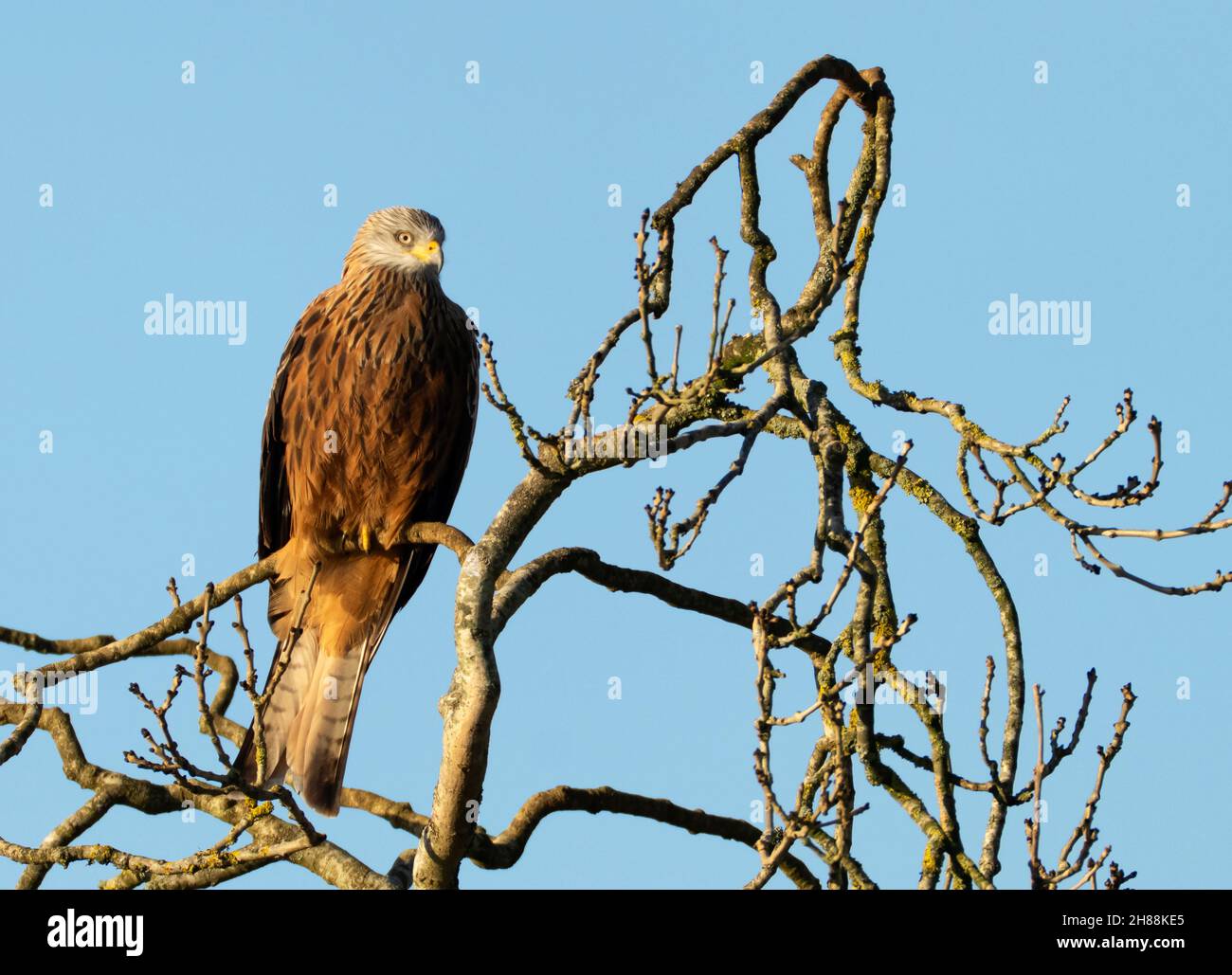 Un acaro rosso selvaggio (Milvus milvus) arroccato sul punto di osservazione per preda mattina presto nel Cotswolds, Gloucestershire Foto Stock