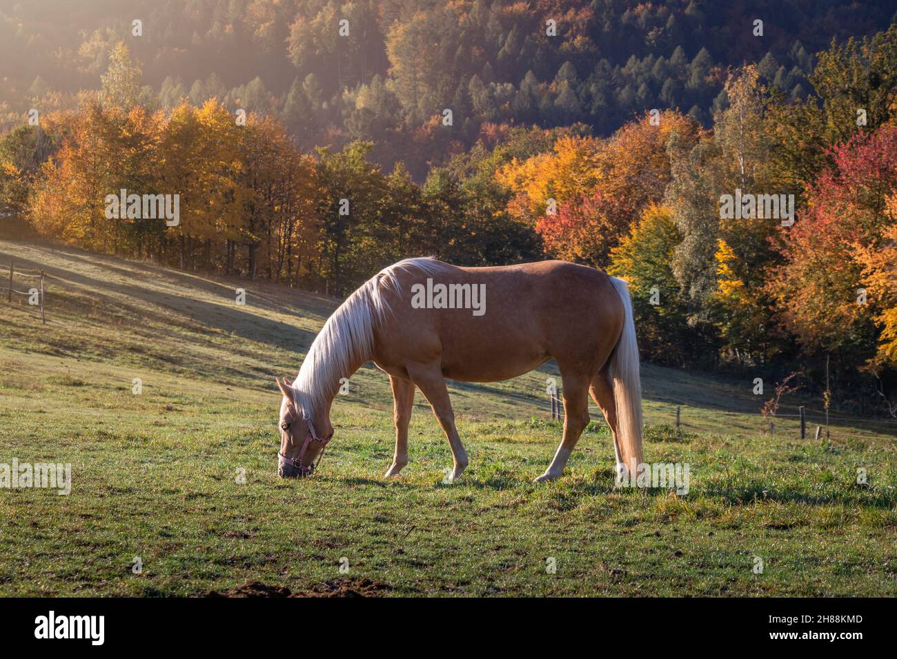 Cavallo pascolo erba su pascolo in autunno campagna. Cavallo marrone in piedi nella splendida natura autunnale. Animale domestico in fattoria Foto Stock