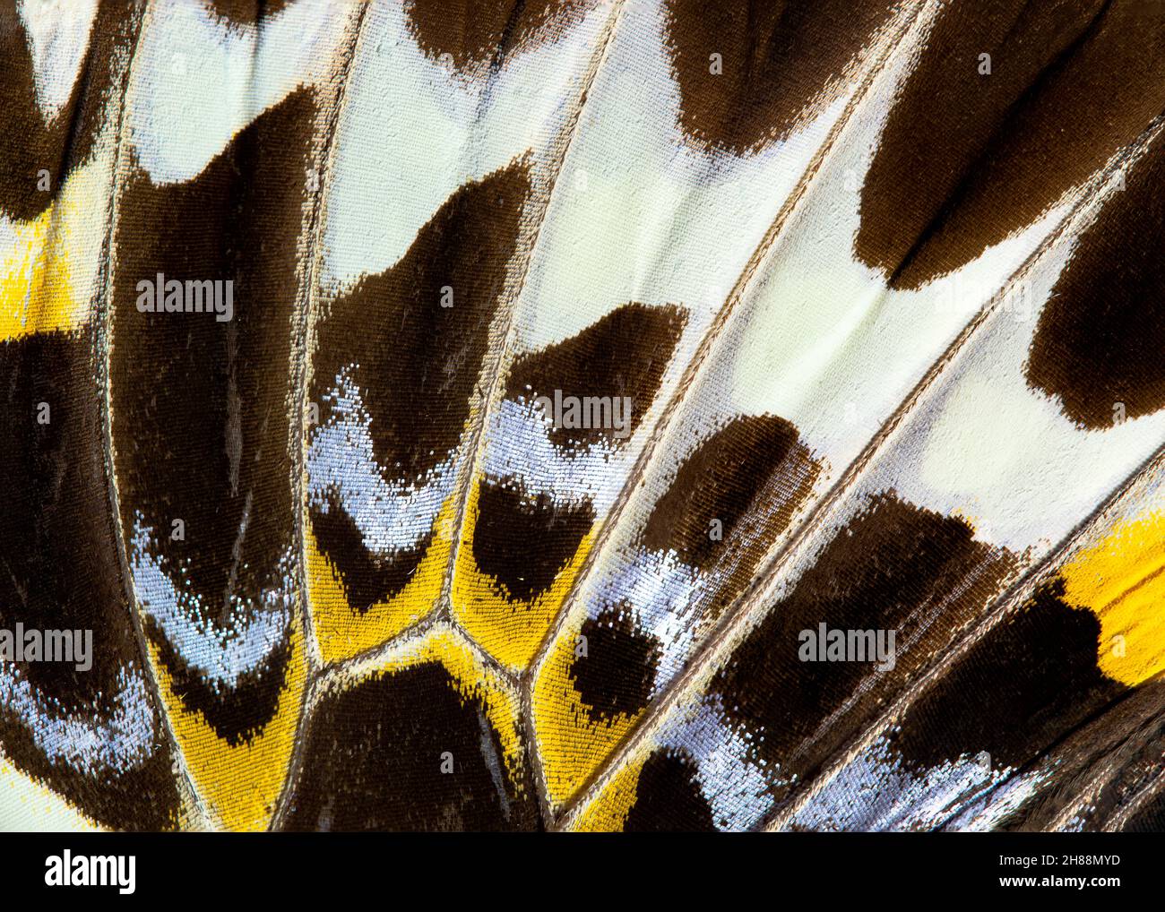 Primo piano di un'ala a farfalla (Papilio gigon verso) Foto Stock Primo piano di un'ala a farfalla (Papilio gigon verso) Foto Stock