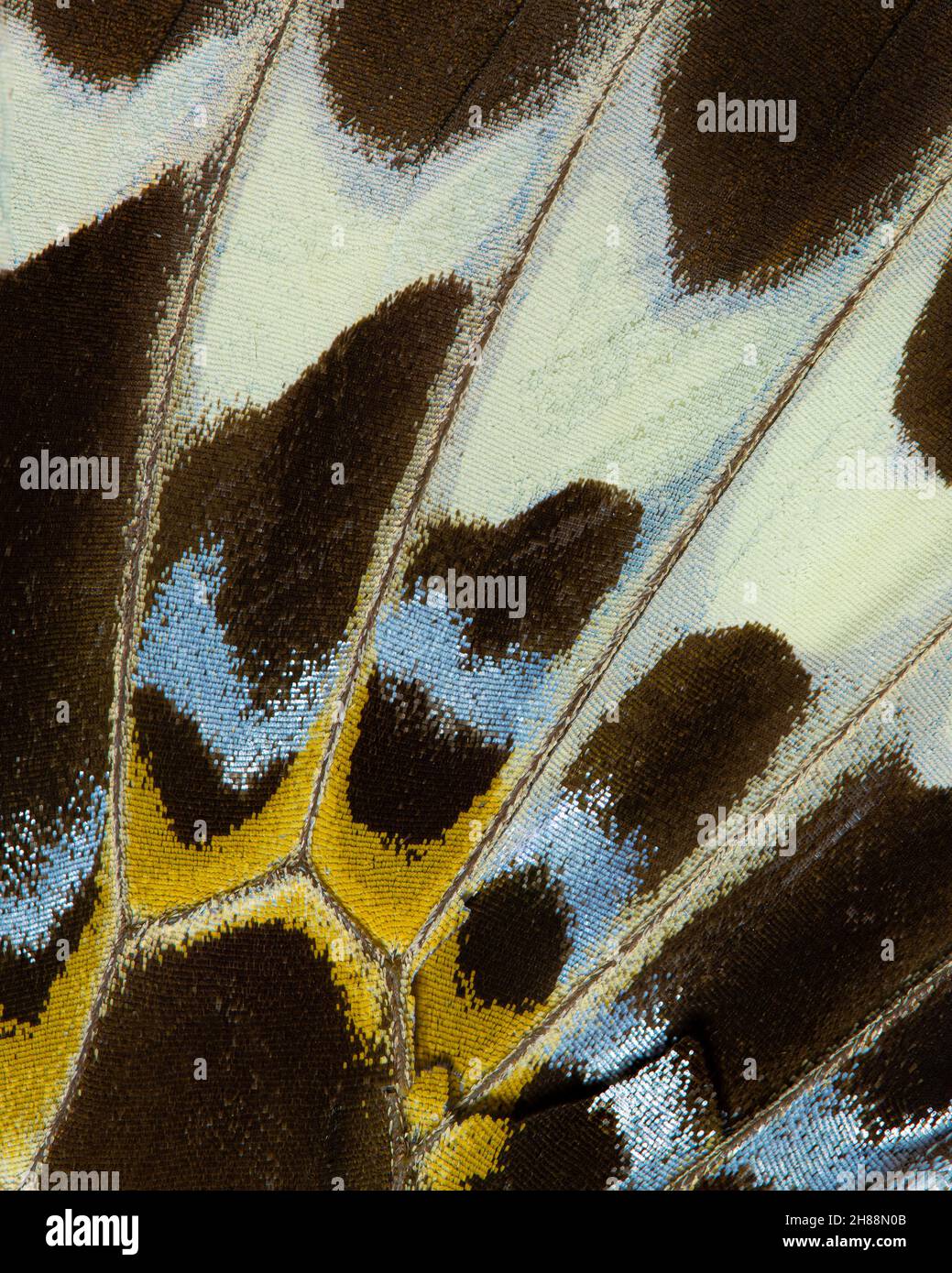 Primo piano di un'ala a farfalla (Papilio gigon verso) Foto Stock Primo piano di un'ala a farfalla (Papilio gigon verso) Foto Stock