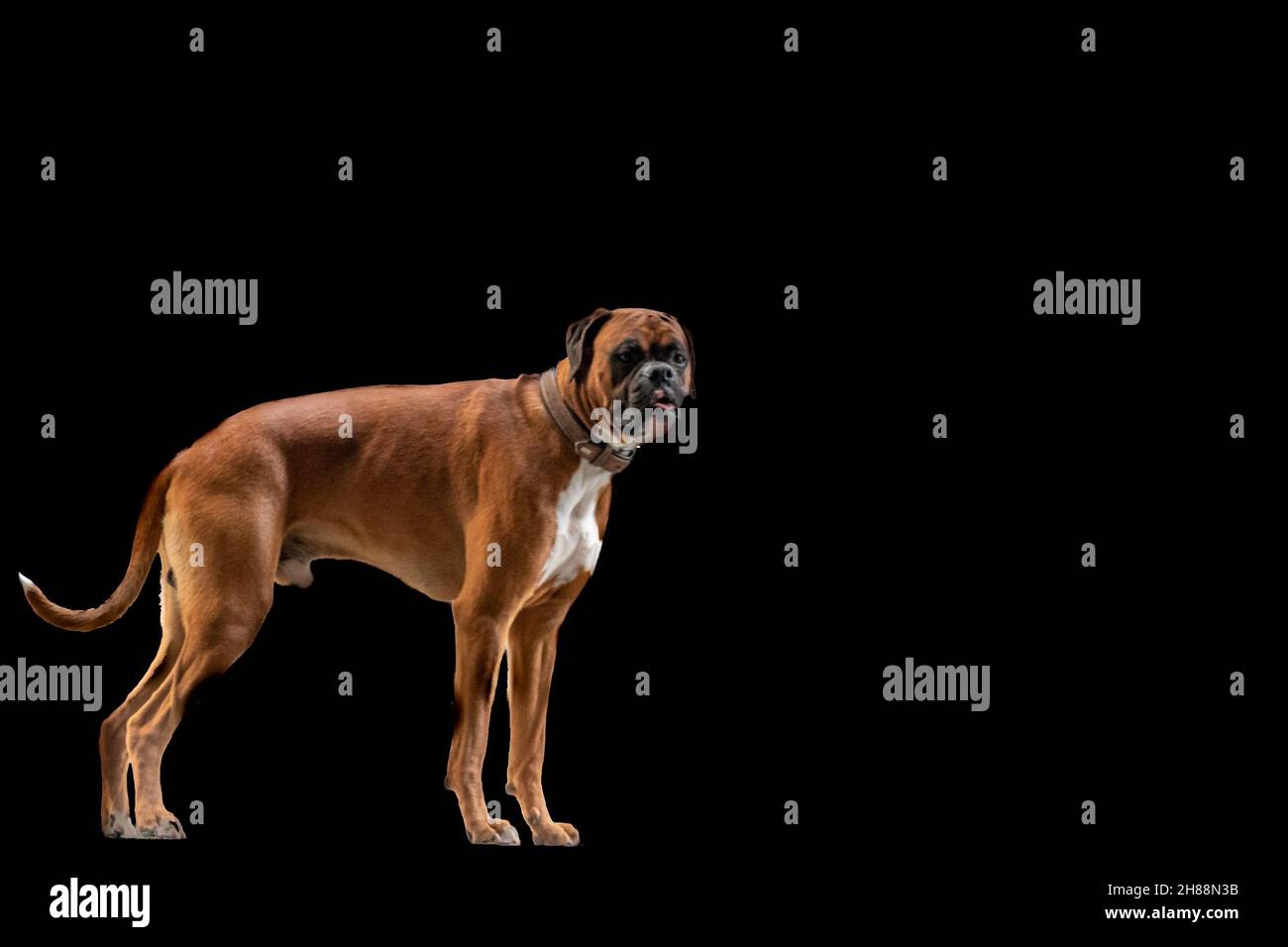 un cane boxer marrone e bianco Foto Stock