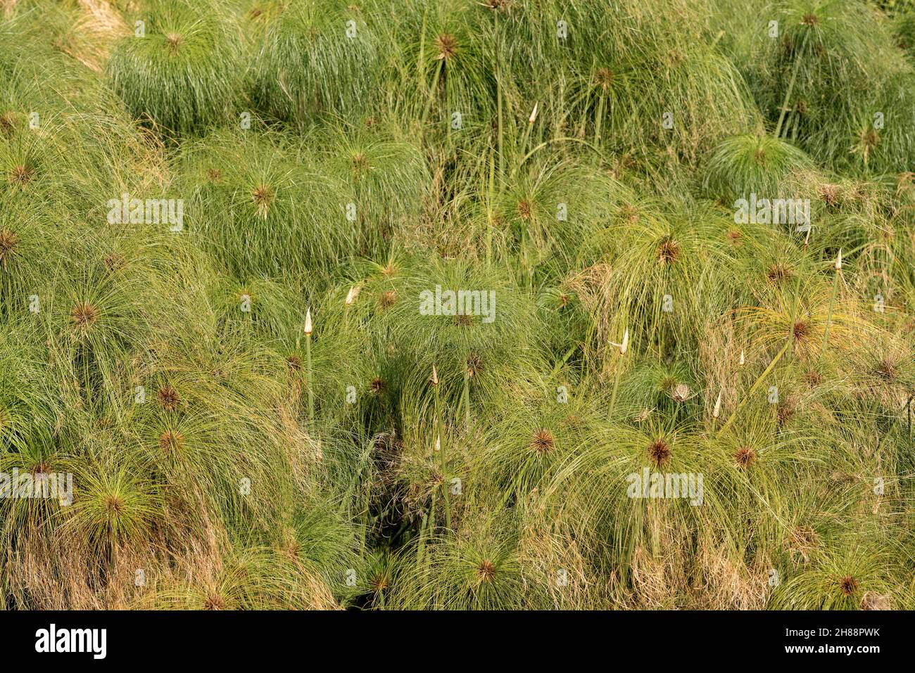 Primo piano di piante di papiro verde (Papiro Reed) nell'isola di Ortigia (Fonte Aretusa), centro storico di Siracusa, isola di Sicilia, Italia, Europa. Foto Stock