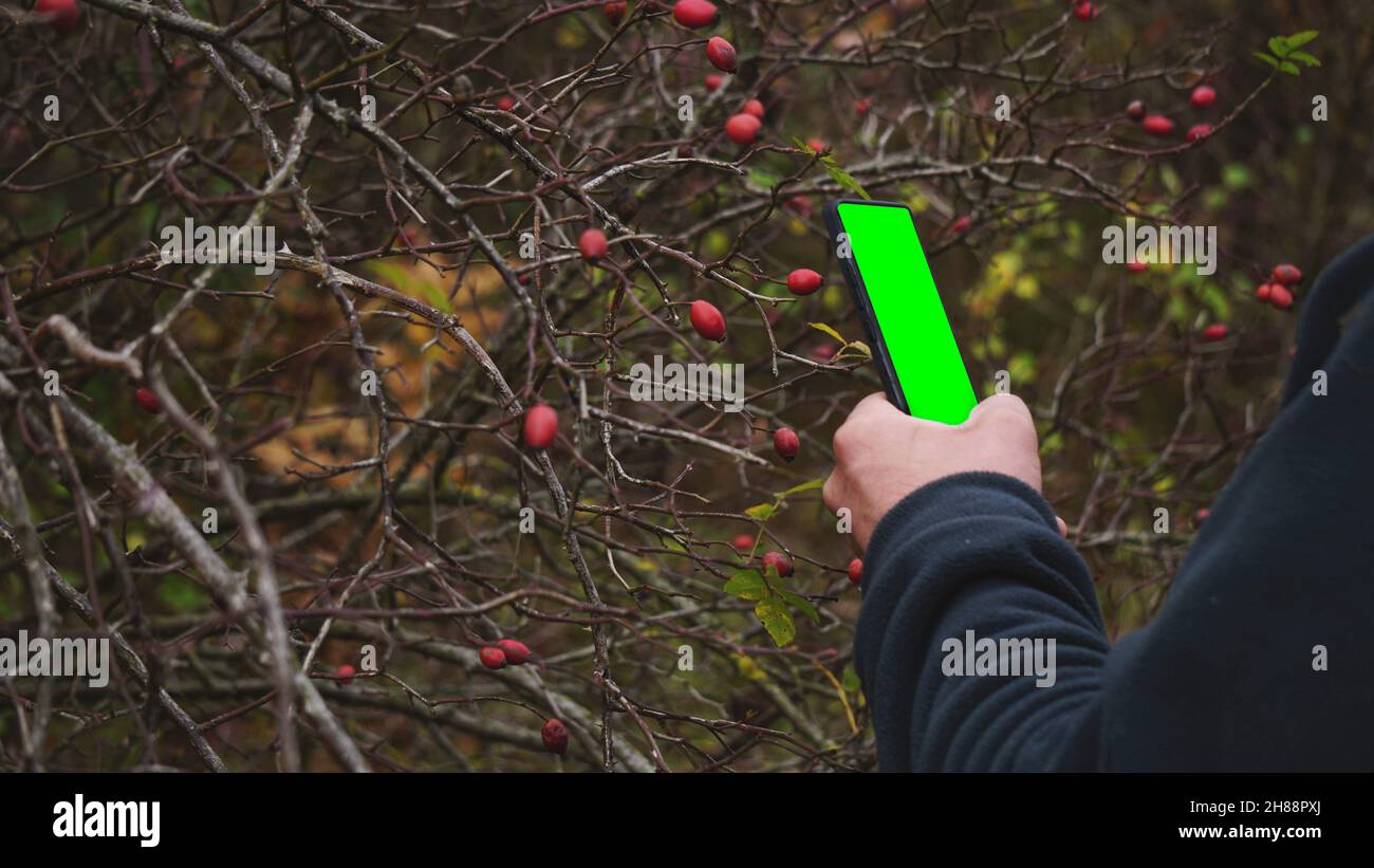 Tenere un telefono con uno schermo verde per identificare le piante. Soluzione intelligente per identificare le piante floristiche. Messa a fuoco selettiva sulla mano e sul telefono Foto Stock