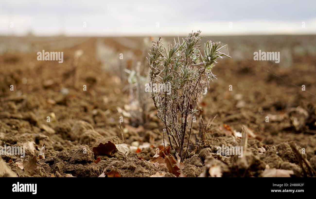 Lavanda giovane fresca nel campo. Foto Stock