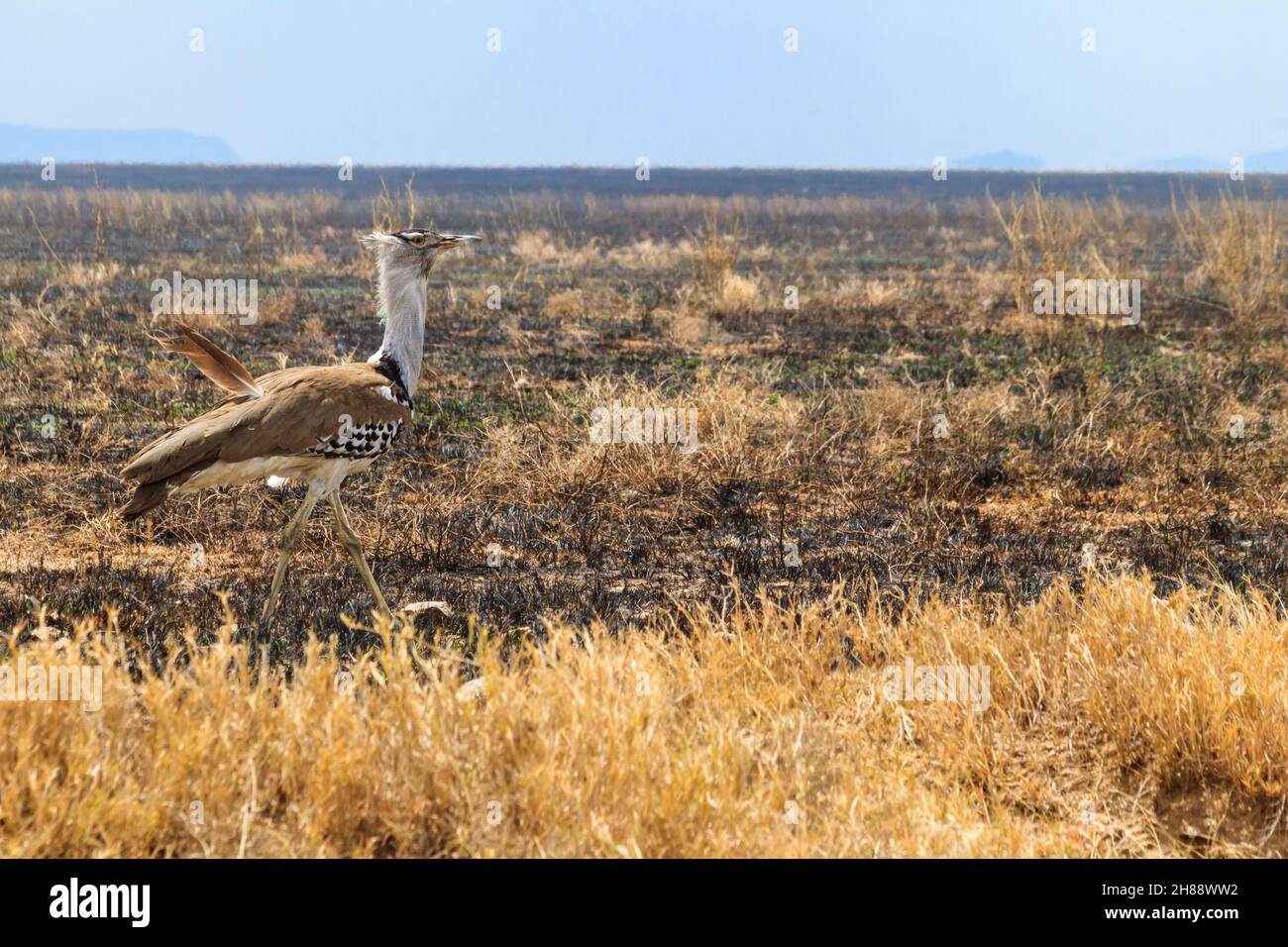 Kori bustard (Ardeotis kori) a piedi nella savana asciutta nel Parco Nazionale di Serengeti, Tanzania Foto Stock