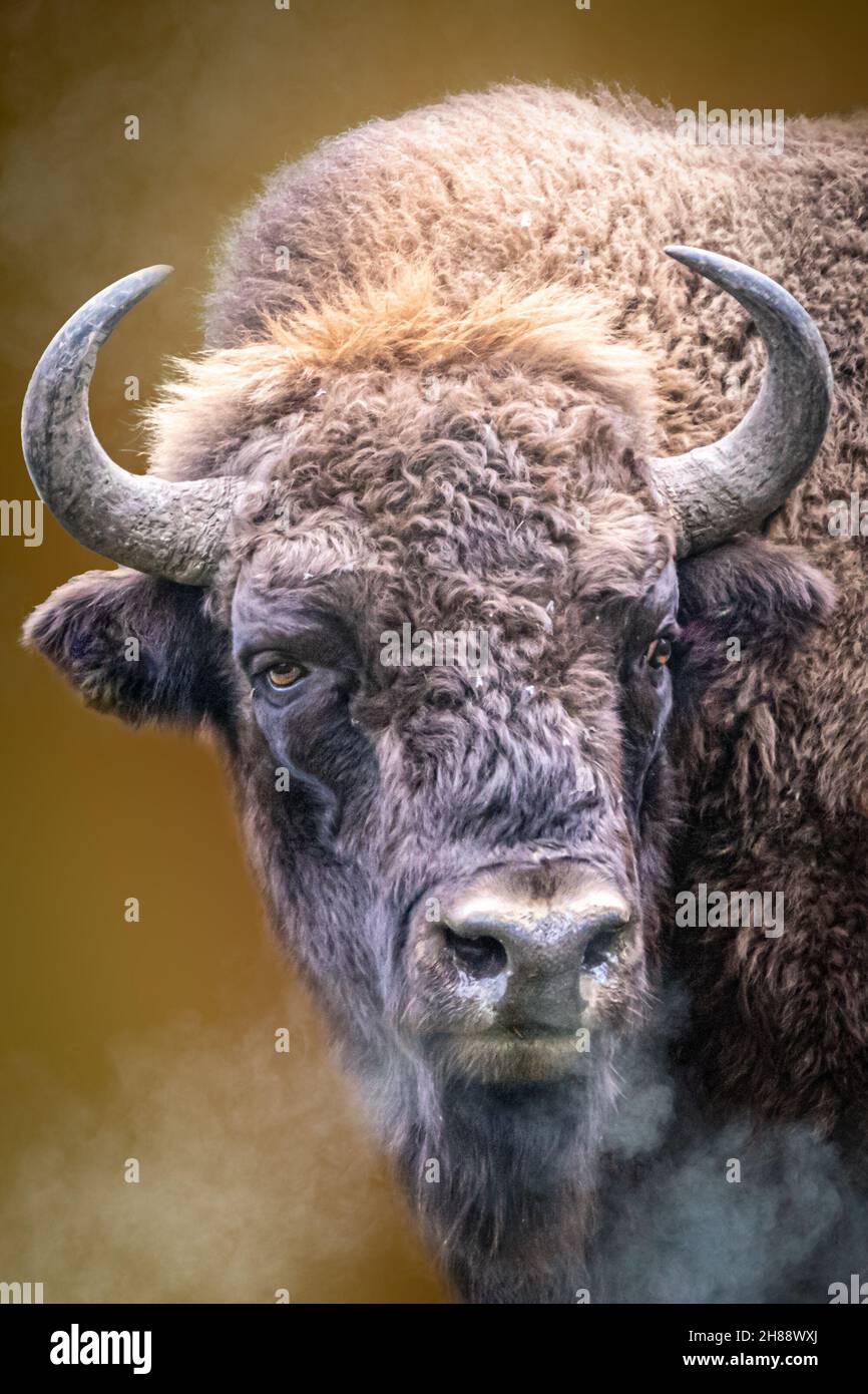 un bisonte selvatico in una giornata fredda con alito di vapore Foto Stock un bisonte selvatico in una giornata fredda con alito di vapore Foto Stock