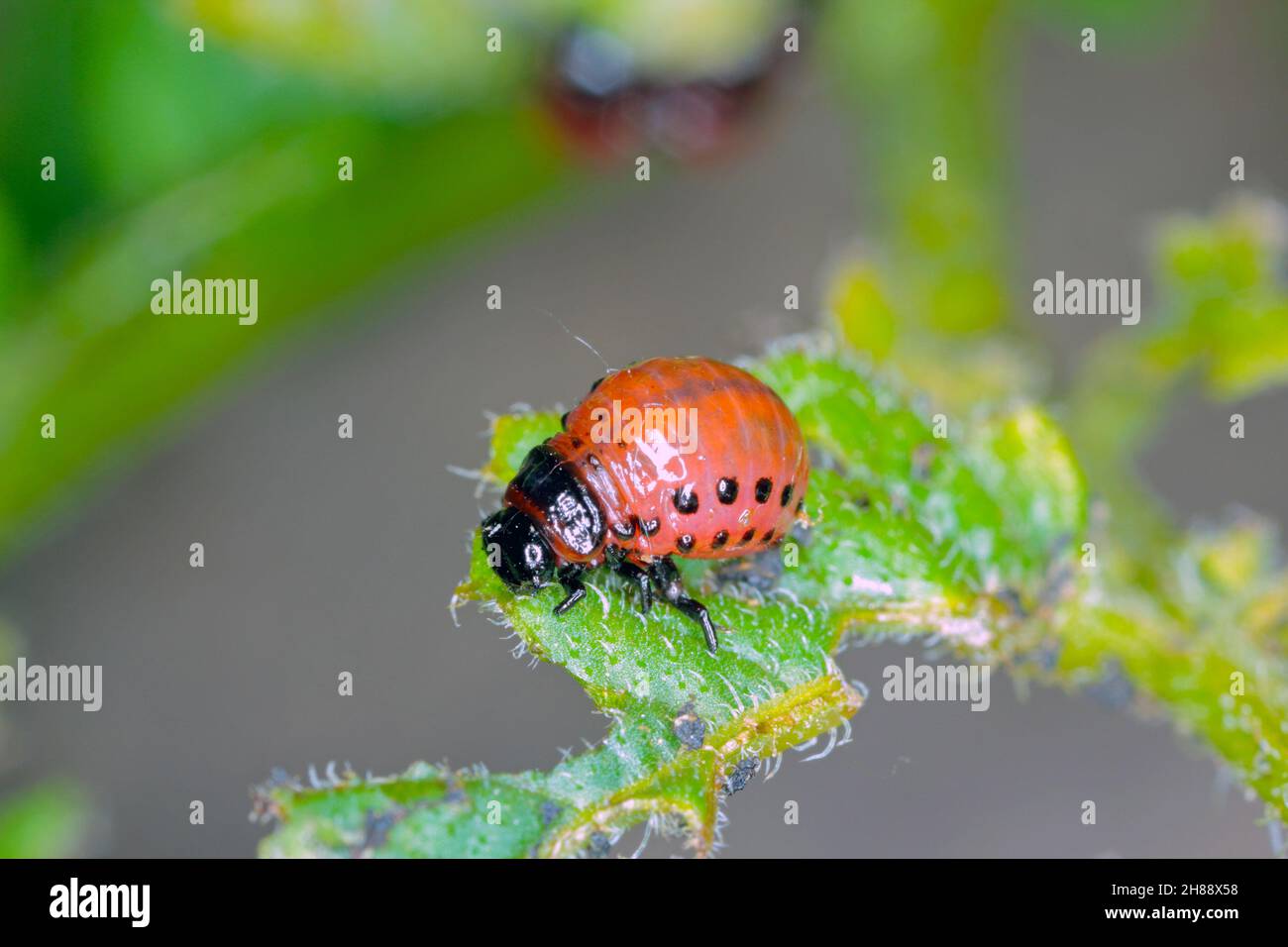 Le larve del Colorado Potato Beetle (Leptinotarsa decemlineata) su foglie di patata danneggiate Foto Stock