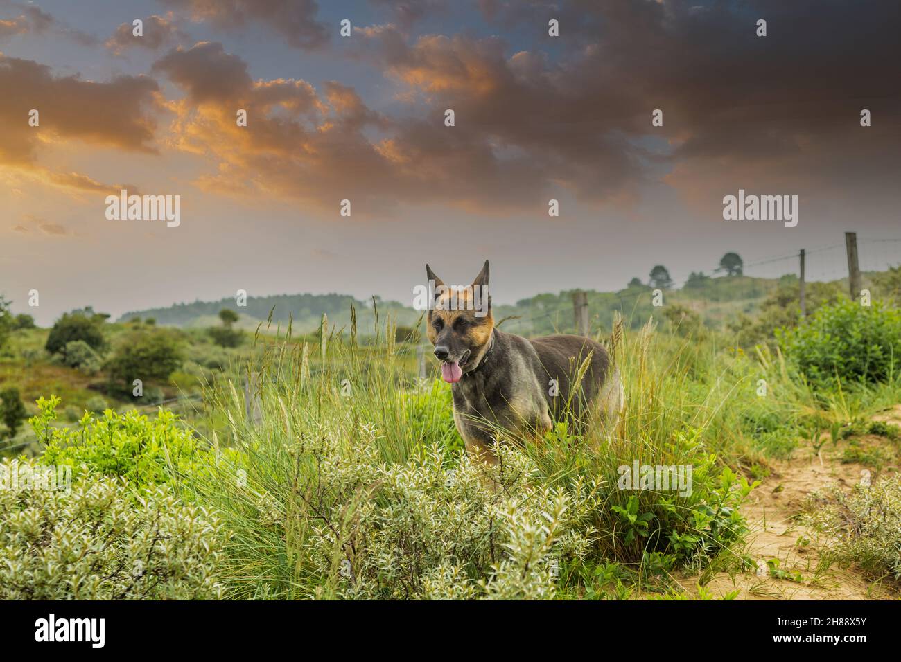 Il pastore tedesco in primo piano con la lingua appesa tra le piante verdi e sfondo sfocato con il tramonto avvertono le nuvole di veli di colore arancione Foto Stock
