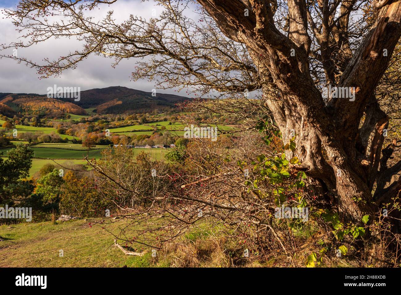 Clwydian Range Area of Outstanding Natural Beauty, Galles del Nord, in autunno Foto Stock
