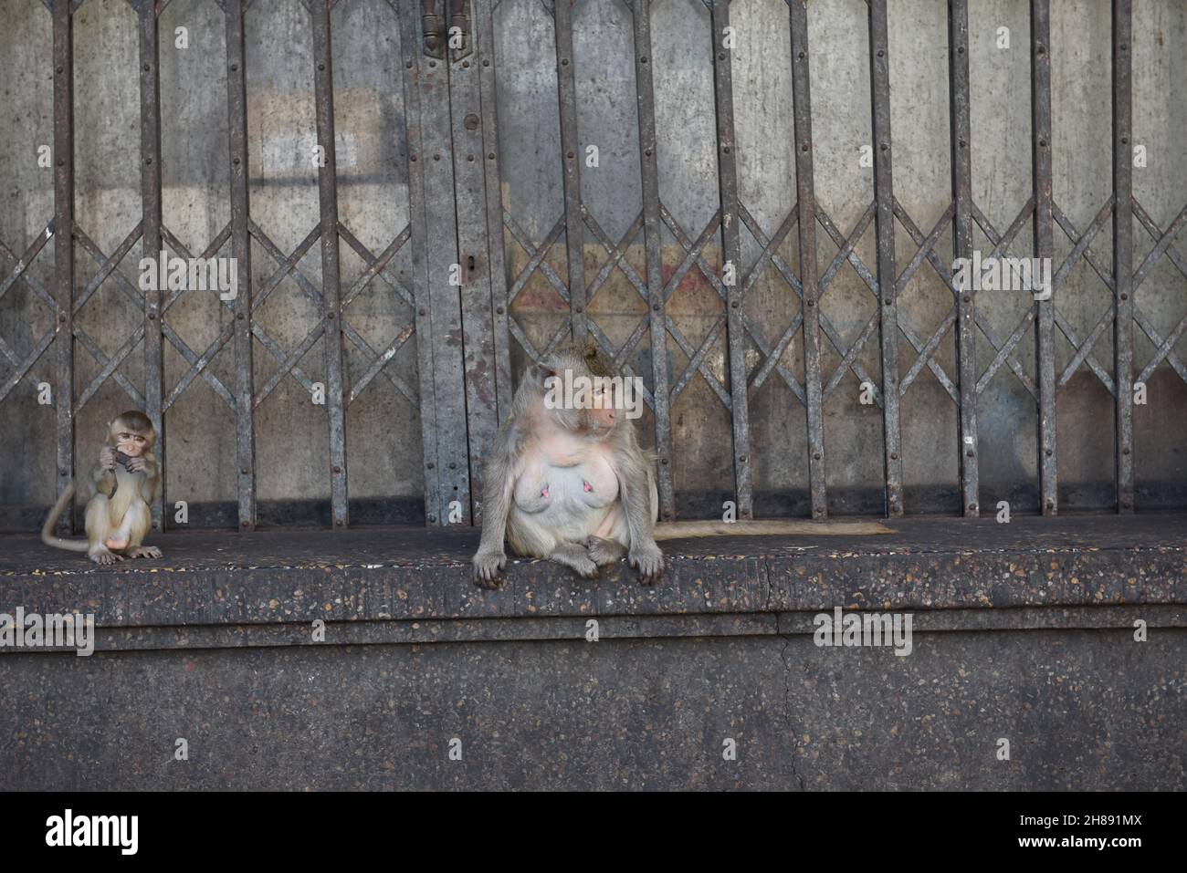 Thailandia - Shophouse di fronte a Phra Prang Sam Yod, Provincia di Lopburi un grande gruppo di scimmie occupano questa zona è stata abitata per lungo tempo permettendo alle persone di vivere nella vita quotidiana insieme 28 novembre 2021. (Foto di Teera Noisakran / Pacific Press) Foto Stock