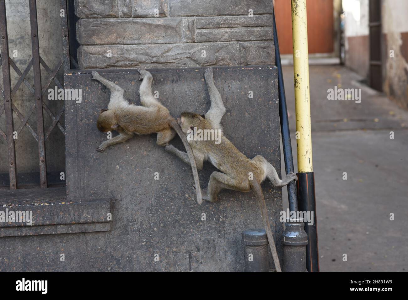 Lop Buri, Tailandia. 28 novembre 2021. Thailandia - Shophouse di fronte a Phra Prang Sam Yod, Provincia di Lopburi un grande gruppo di scimmie occupano questa zona è stata abitata per lungo tempo permettendo alle persone di vivere nella vita quotidiana insieme 28 novembre 2021. (Foto di Teera Noisakran/Pacific Press) Credit: Pacific Press Media Production Corp./Alamy Live News Foto Stock