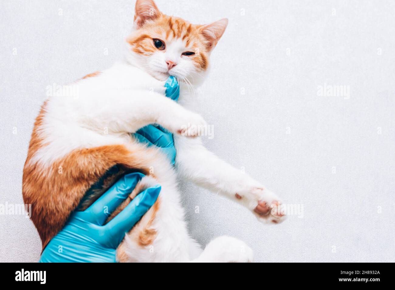 veterinario in guanti medici tiene il gatto nelle sue mani. Concetto per la  cura veterinaria dei gatti Foto stock - Alamy