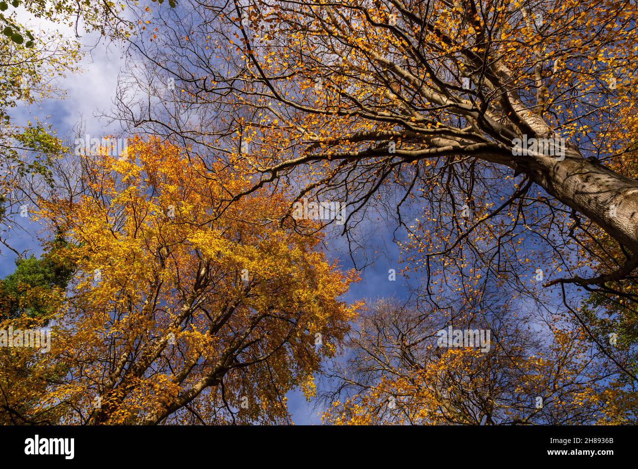 Alberi in colori autunnali, Loggerheads, Galles del Nord Foto Stock