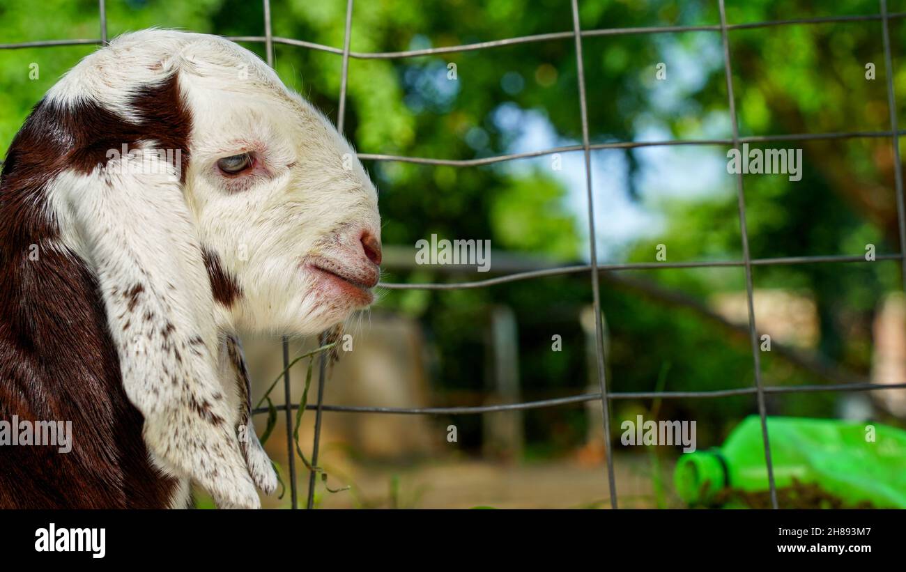 Neonato capra che gioca nella fattoria con una giornata di primavera soleggiata. Adorabile capretto bianco che giace sulla paglia. Fattoria animale. Foto Stock