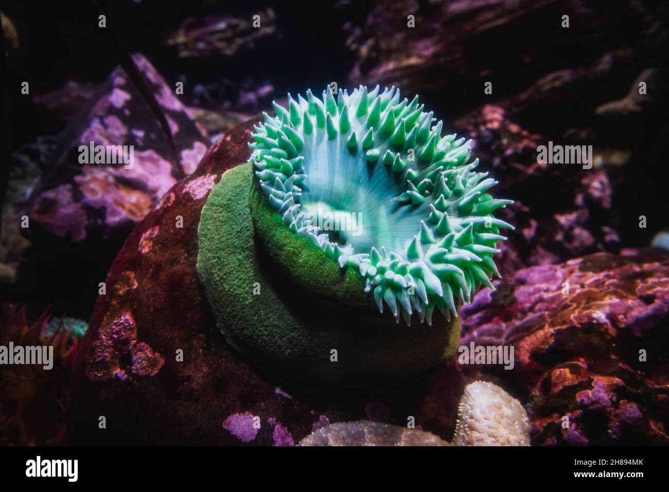 Anemone verde gigante o antopleura xantogrammica Foto Stock