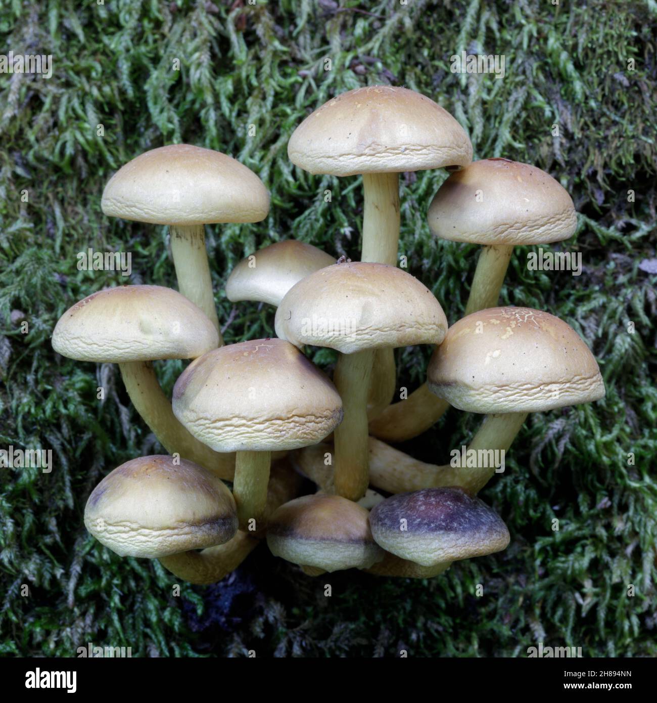I ciuffi di zolfo crescono su legno marcio all'Huddart Park, San Mateo County, California, USA. Foto Stock