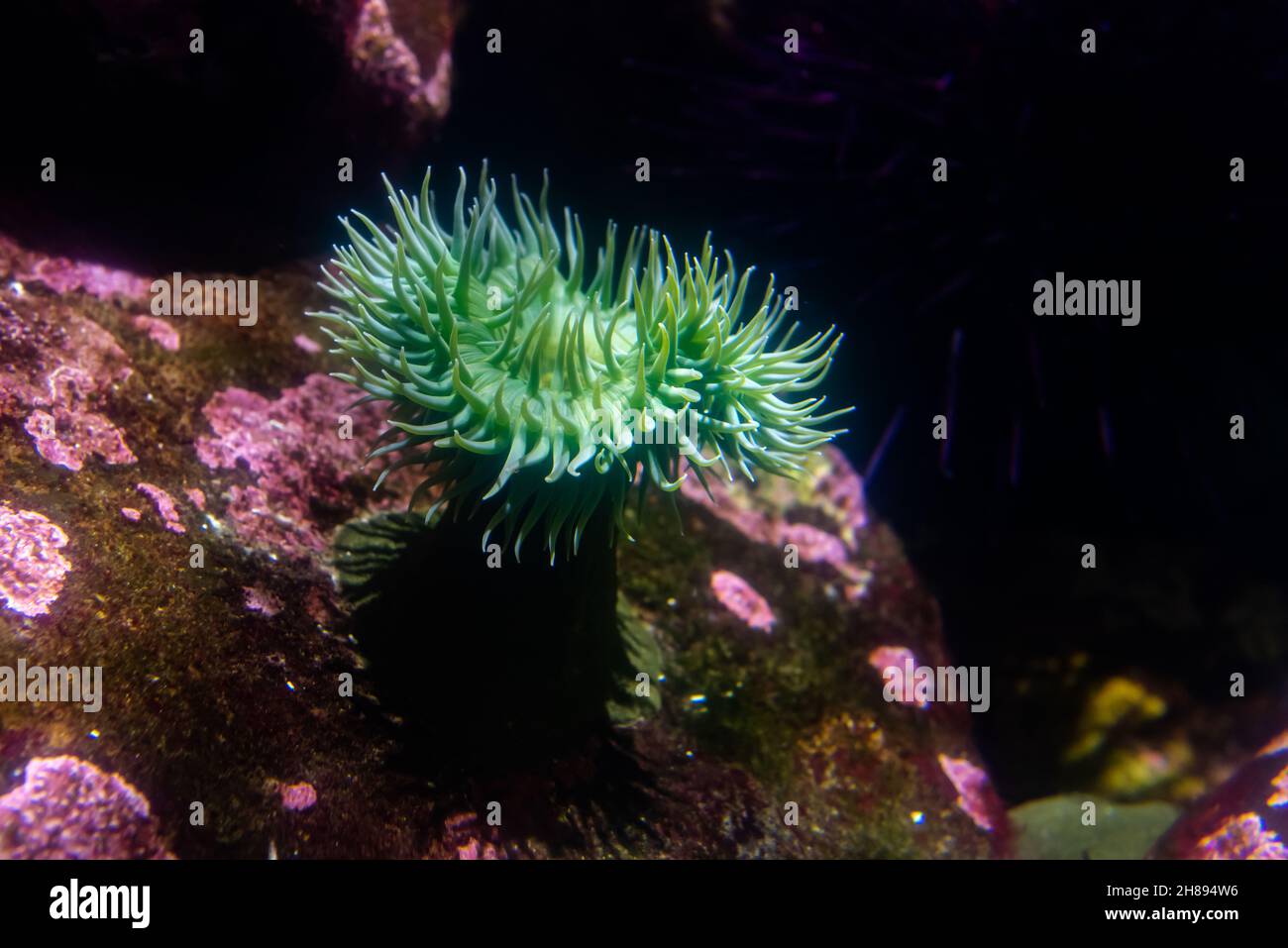 Anemone verde surf o anemone verde gigante mare Foto Stock