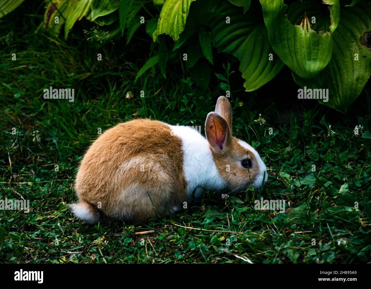 Coniglio in elementi naturali sull'erba. Foto Stock